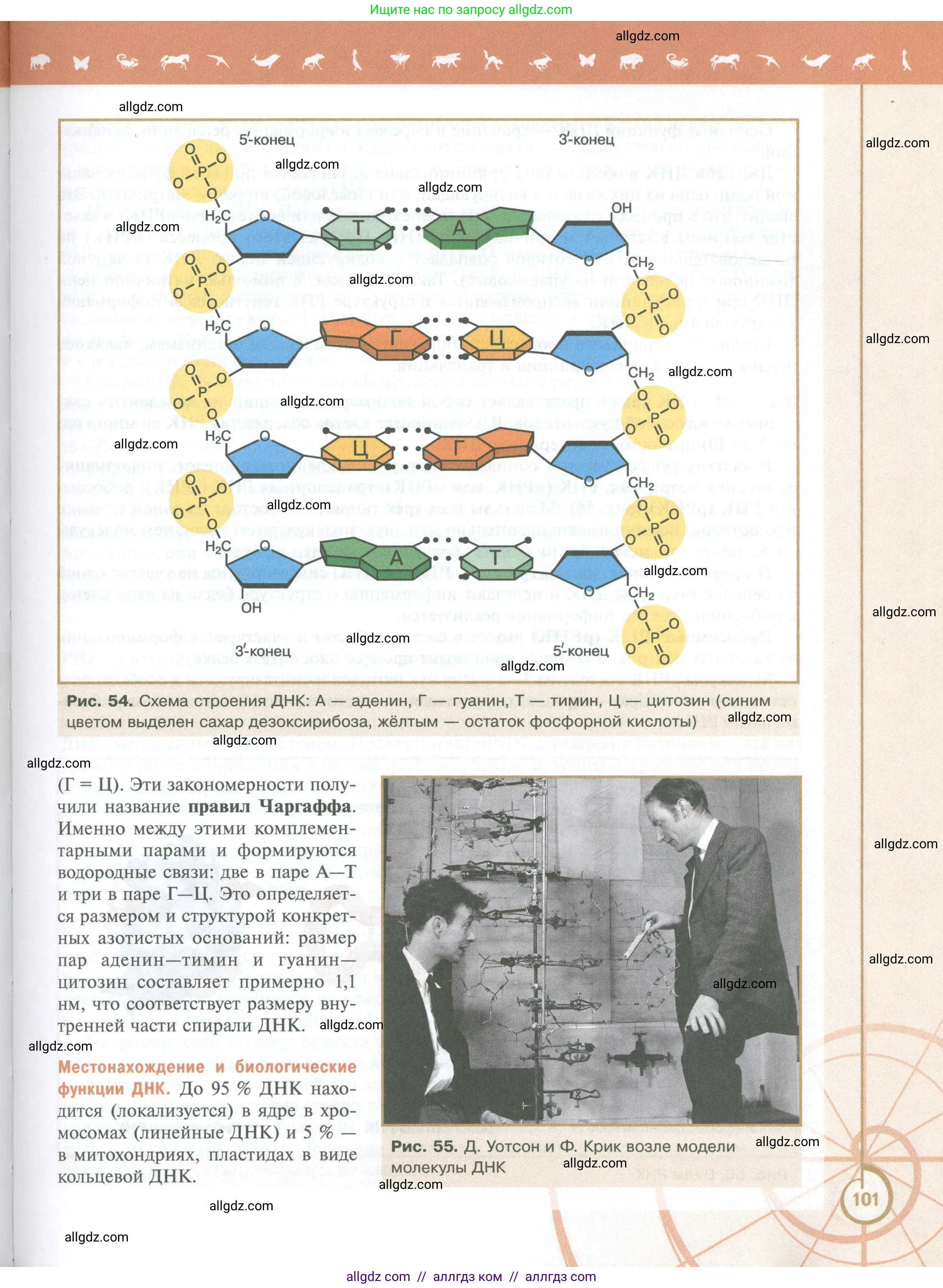 Биология, 10 класс Учебник, авторы: Пасечник Владимир Васильевич, Каменский Андрей Александрович, Рубцов Александр Михайлович, Швецов Глеб Геннадьевич, Абовян Леван Арташесович, Гапонюк Зоя Георгиевна, издательство Просвещение, Москва, 2024, коричневого цвета, страница 101