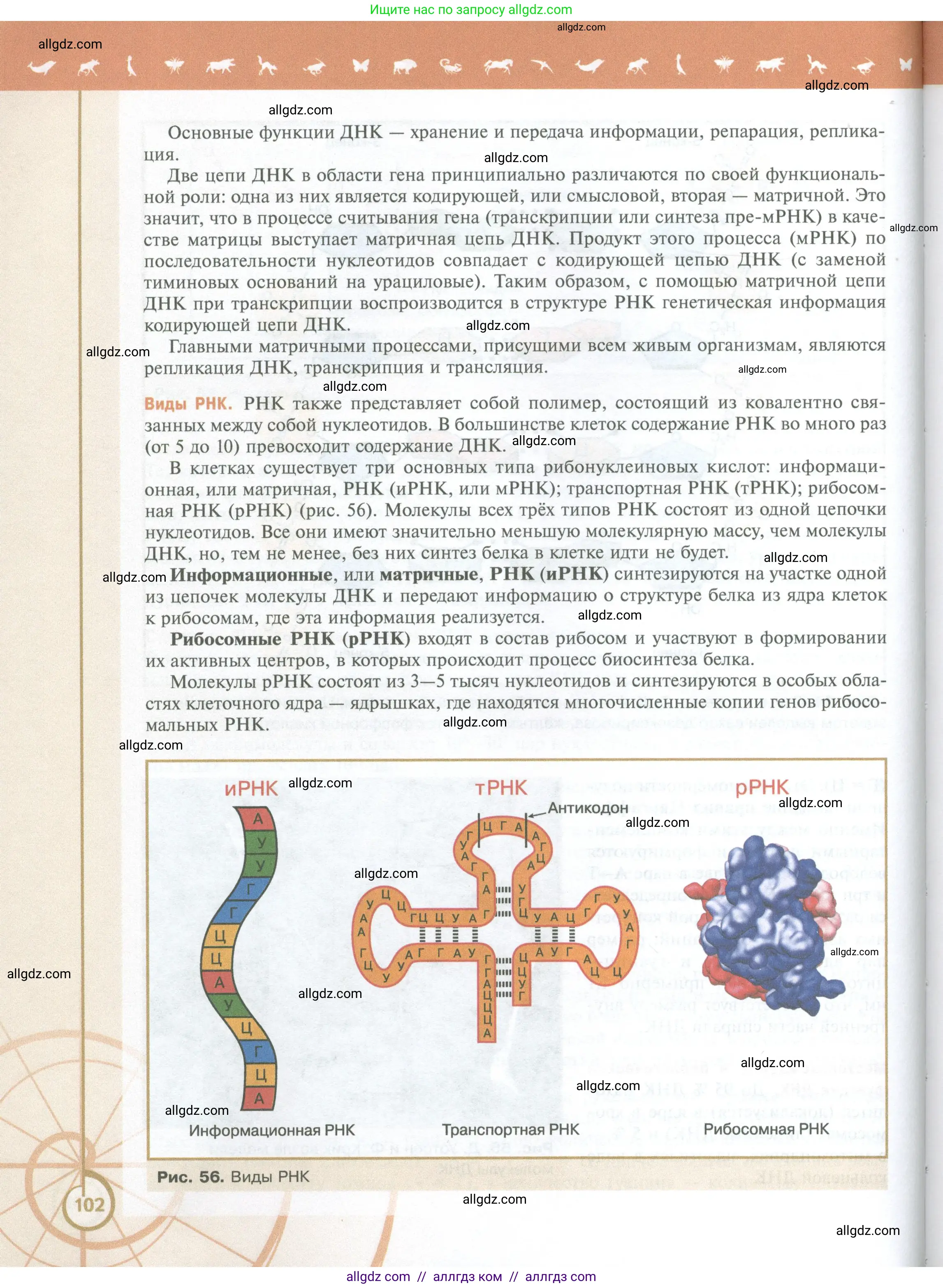Биология, 10 класс Учебник, авторы: Пасечник Владимир Васильевич, Каменский Андрей Александрович, Рубцов Александр Михайлович, Швецов Глеб Геннадьевич, Абовян Леван Арташесович, Гапонюк Зоя Георгиевна, издательство Просвещение, Москва, 2024, коричневого цвета, страница 102