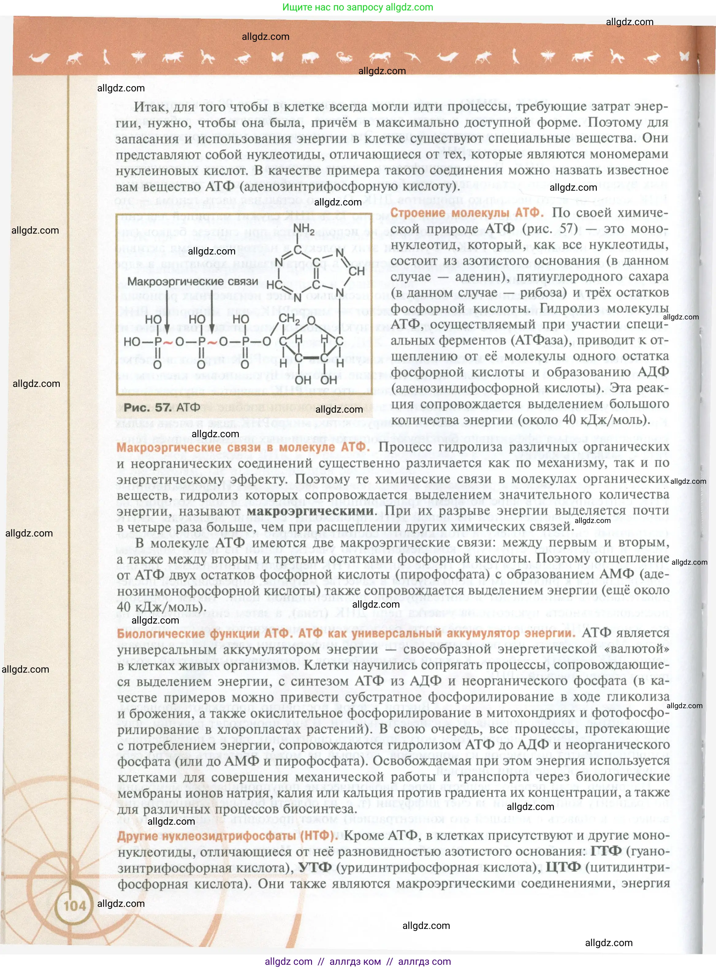Биология, 10 класс Учебник, авторы: Пасечник Владимир Васильевич, Каменский Андрей Александрович, Рубцов Александр Михайлович, Швецов Глеб Геннадьевич, Абовян Леван Арташесович, Гапонюк Зоя Георгиевна, издательство Просвещение, Москва, 2024, коричневого цвета, страница 104