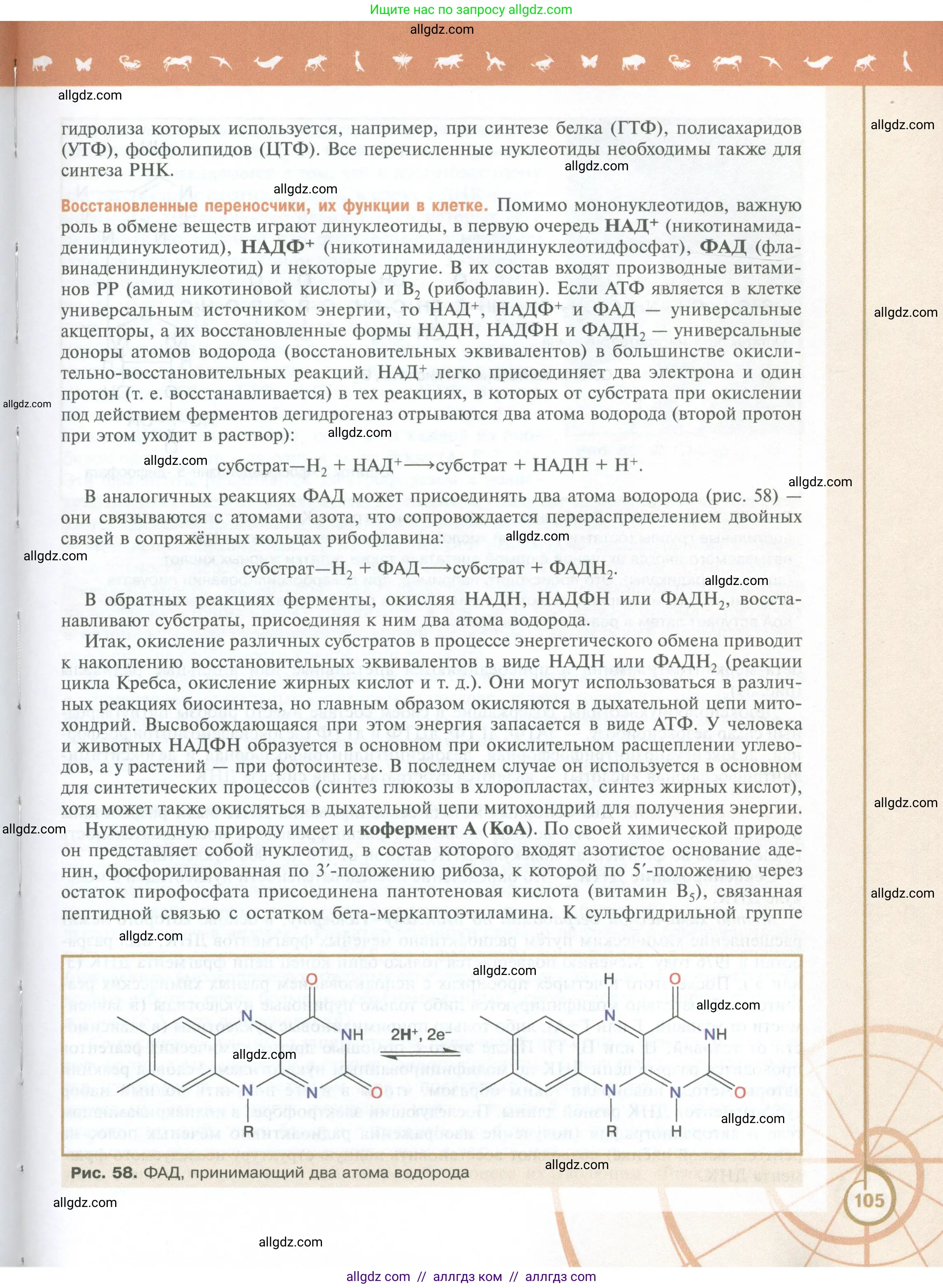 Биология, 10 класс Учебник, авторы: Пасечник Владимир Васильевич, Каменский Андрей Александрович, Рубцов Александр Михайлович, Швецов Глеб Геннадьевич, Абовян Леван Арташесович, Гапонюк Зоя Георгиевна, издательство Просвещение, Москва, 2024, коричневого цвета, страница 105