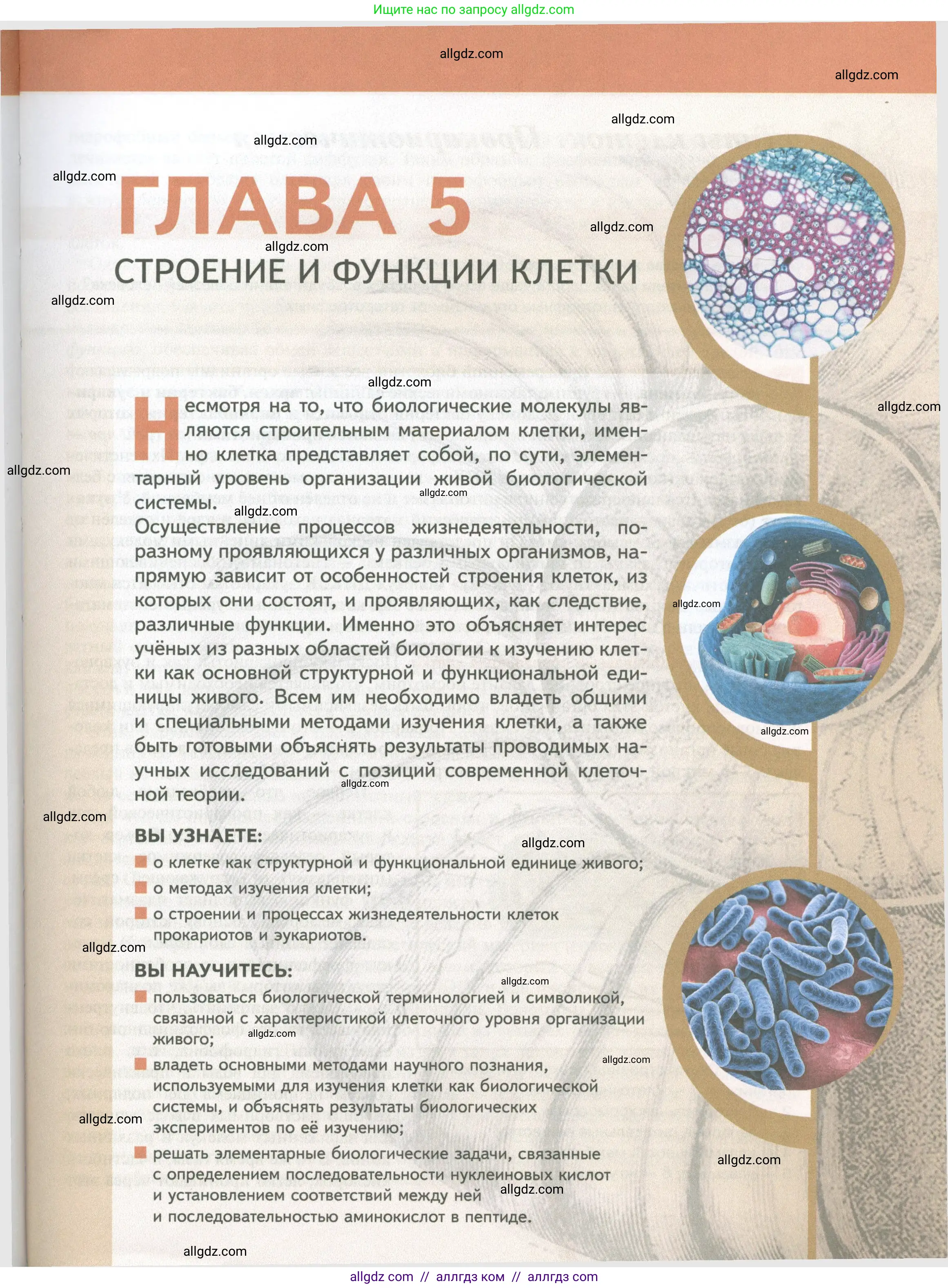 Биология, 10 класс Учебник, авторы: Пасечник Владимир Васильевич, Каменский Андрей Александрович, Рубцов Александр Михайлович, Швецов Глеб Геннадьевич, Абовян Леван Арташесович, Гапонюк Зоя Георгиевна, издательство Просвещение, Москва, 2024, коричневого цвета, страница 119