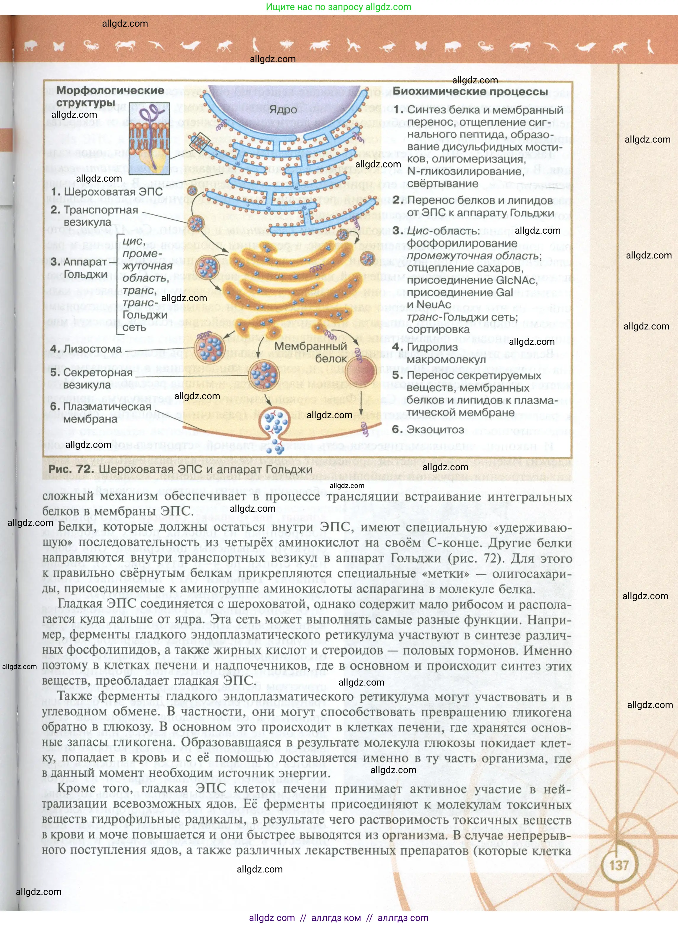 Биология, 10 класс Учебник, авторы: Пасечник Владимир Васильевич, Каменский Андрей Александрович, Рубцов Александр Михайлович, Швецов Глеб Геннадьевич, Абовян Леван Арташесович, Гапонюк Зоя Георгиевна, издательство Просвещение, Москва, 2024, коричневого цвета, страница 137