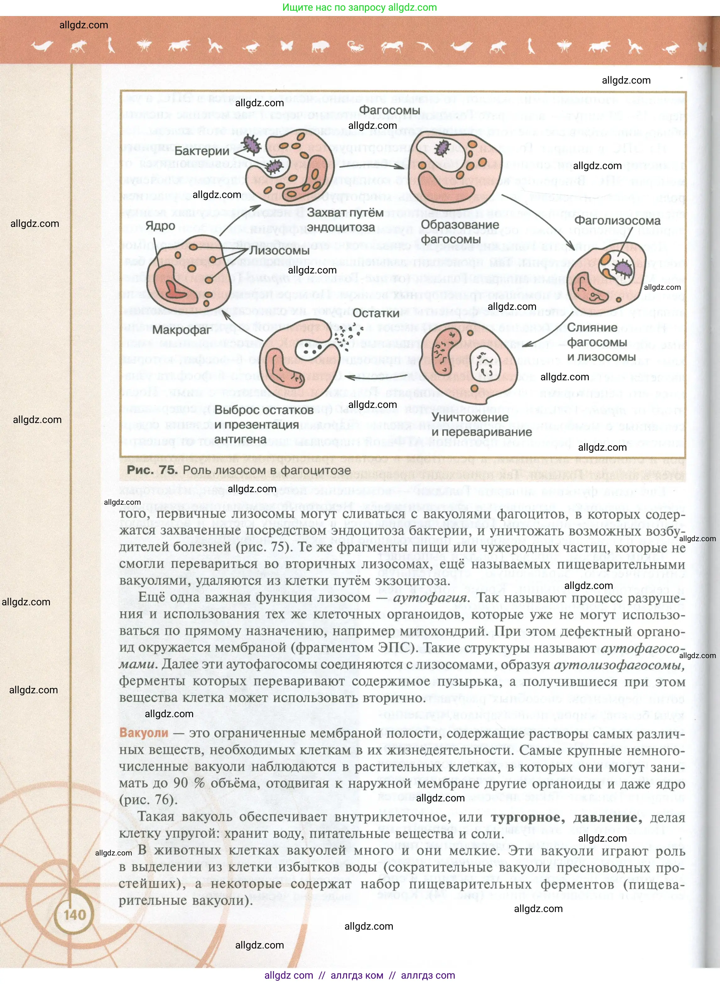 Биология, 10 класс Учебник, авторы: Пасечник Владимир Васильевич, Каменский Андрей Александрович, Рубцов Александр Михайлович, Швецов Глеб Геннадьевич, Абовян Леван Арташесович, Гапонюк Зоя Георгиевна, издательство Просвещение, Москва, 2024, коричневого цвета, страница 140