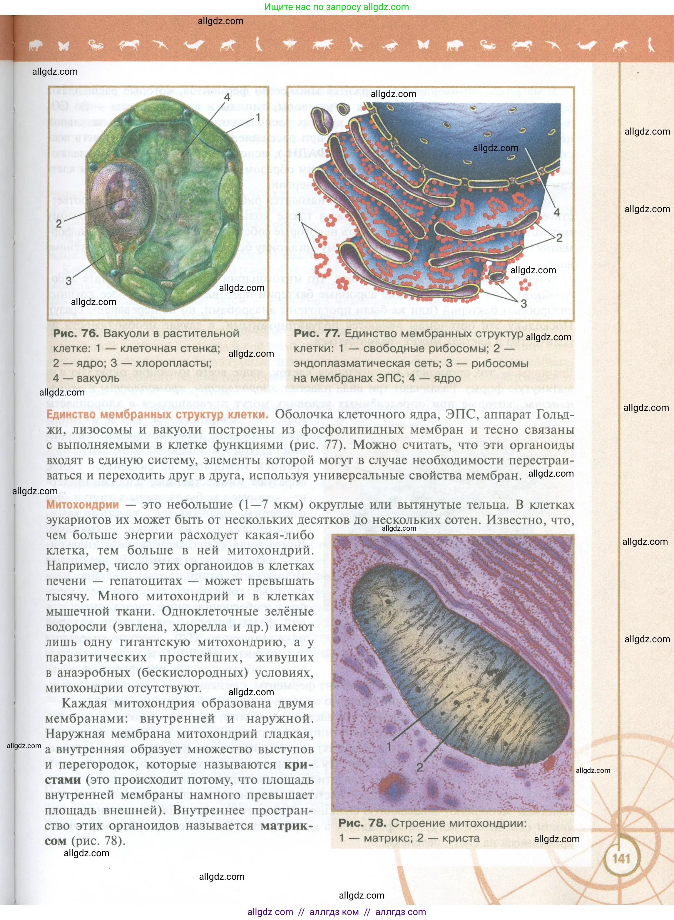 Биология, 10 класс Учебник, авторы: Пасечник Владимир Васильевич, Каменский Андрей Александрович, Рубцов Александр Михайлович, Швецов Глеб Геннадьевич, Абовян Леван Арташесович, Гапонюк Зоя Георгиевна, издательство Просвещение, Москва, 2024, коричневого цвета, страница 141