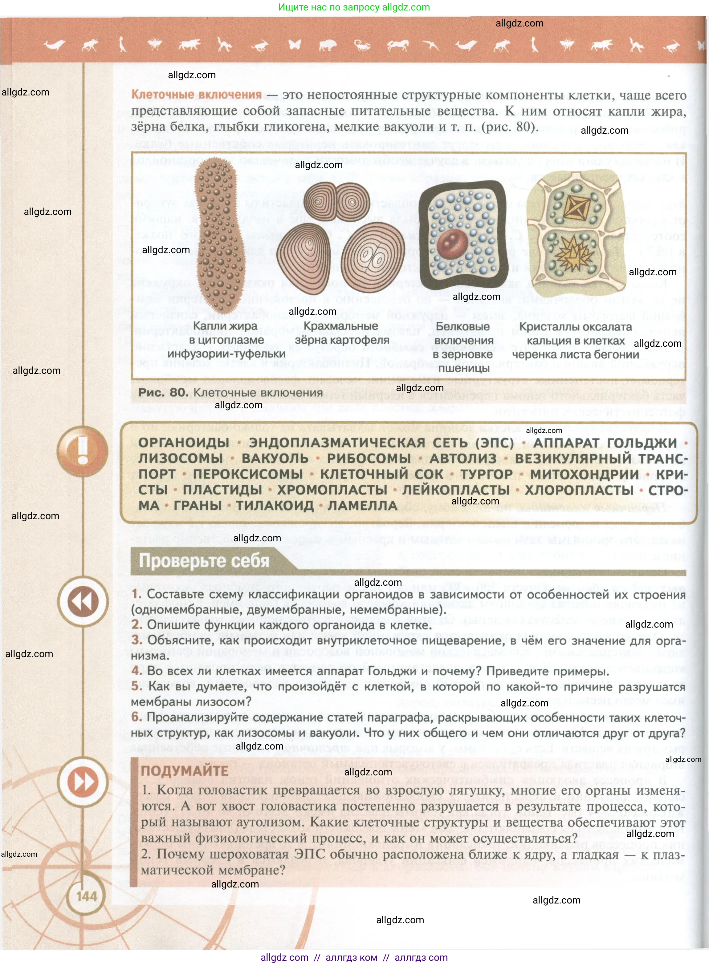 Биология, 10 класс Учебник, авторы: Пасечник Владимир Васильевич, Каменский Андрей Александрович, Рубцов Александр Михайлович, Швецов Глеб Геннадьевич, Абовян Леван Арташесович, Гапонюк Зоя Георгиевна, издательство Просвещение, Москва, 2024, коричневого цвета, Часть 1, страница 144