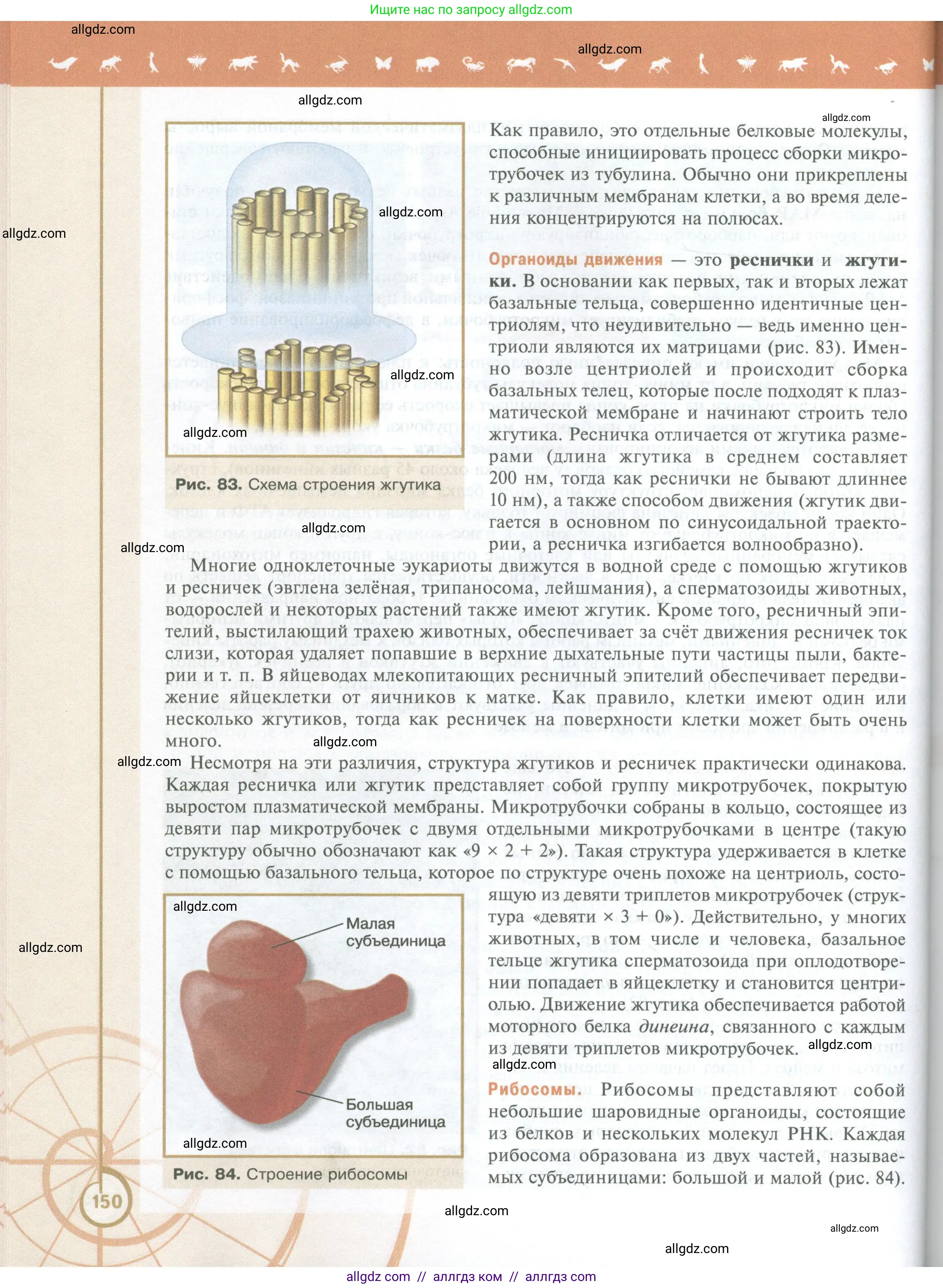 Биология, 10 класс Учебник, авторы: Пасечник Владимир Васильевич, Каменский Андрей Александрович, Рубцов Александр Михайлович, Швецов Глеб Геннадьевич, Абовян Леван Арташесович, Гапонюк Зоя Георгиевна, издательство Просвещение, Москва, 2024, коричневого цвета, страница 150