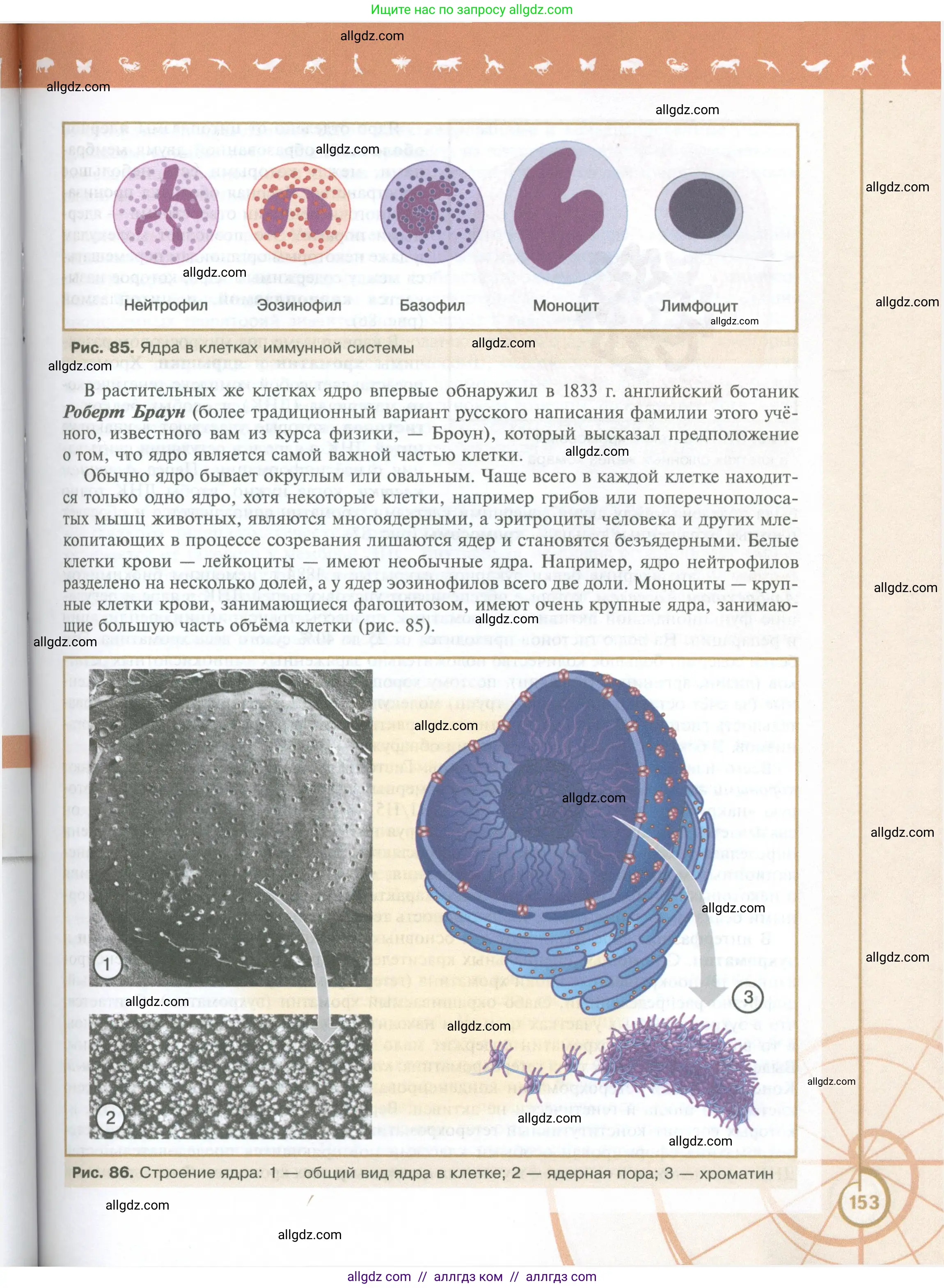 Биология, 10 класс Учебник, авторы: Пасечник Владимир Васильевич, Каменский Андрей Александрович, Рубцов Александр Михайлович, Швецов Глеб Геннадьевич, Абовян Леван Арташесович, Гапонюк Зоя Георгиевна, издательство Просвещение, Москва, 2024, коричневого цвета, страница 153