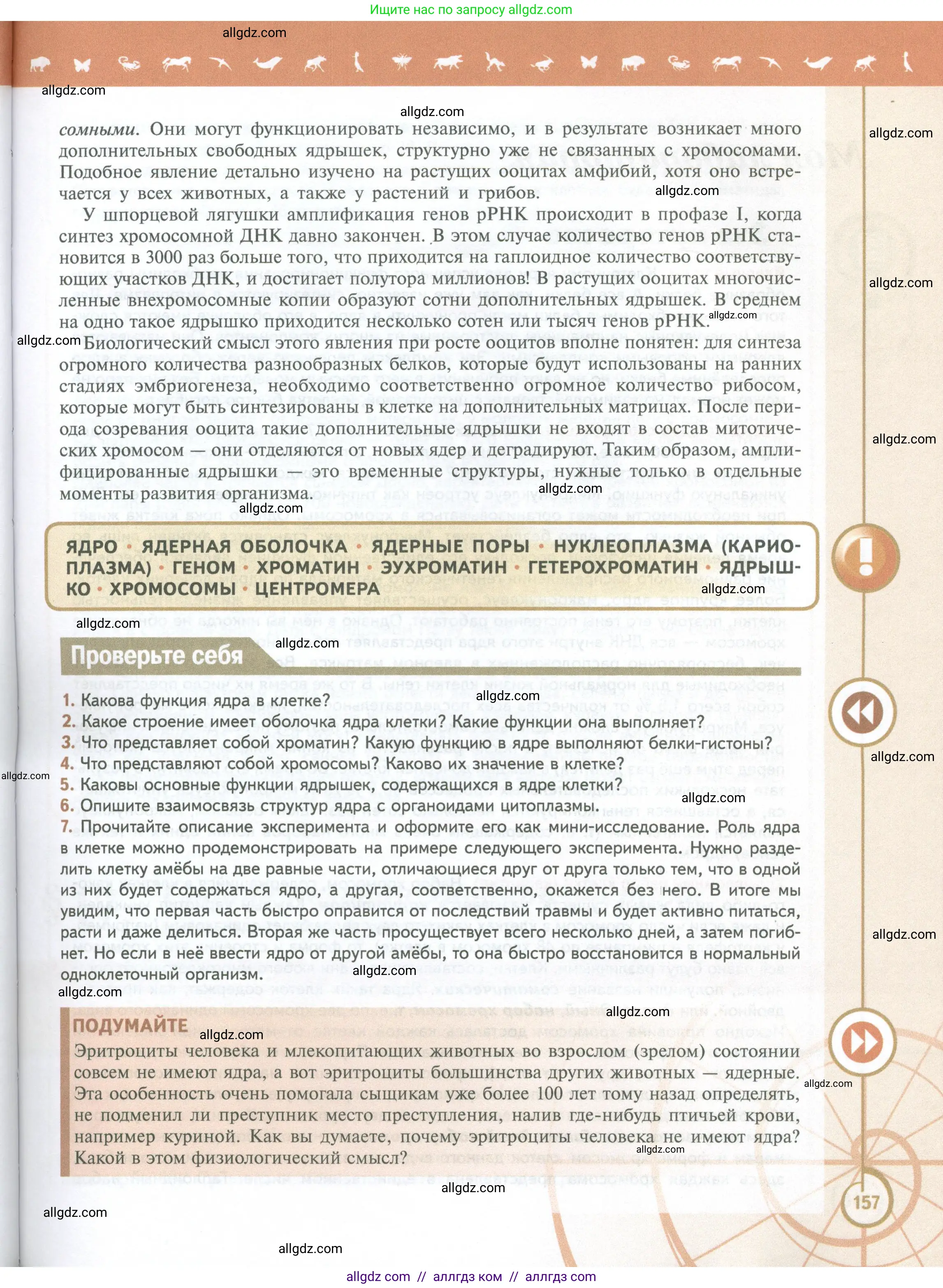 Биология, 10 класс Учебник, авторы: Пасечник Владимир Васильевич, Каменский Андрей Александрович, Рубцов Александр Михайлович, Швецов Глеб Геннадьевич, Абовян Леван Арташесович, Гапонюк Зоя Георгиевна, издательство Просвещение, Москва, 2024, коричневого цвета, Часть 1, страница 157