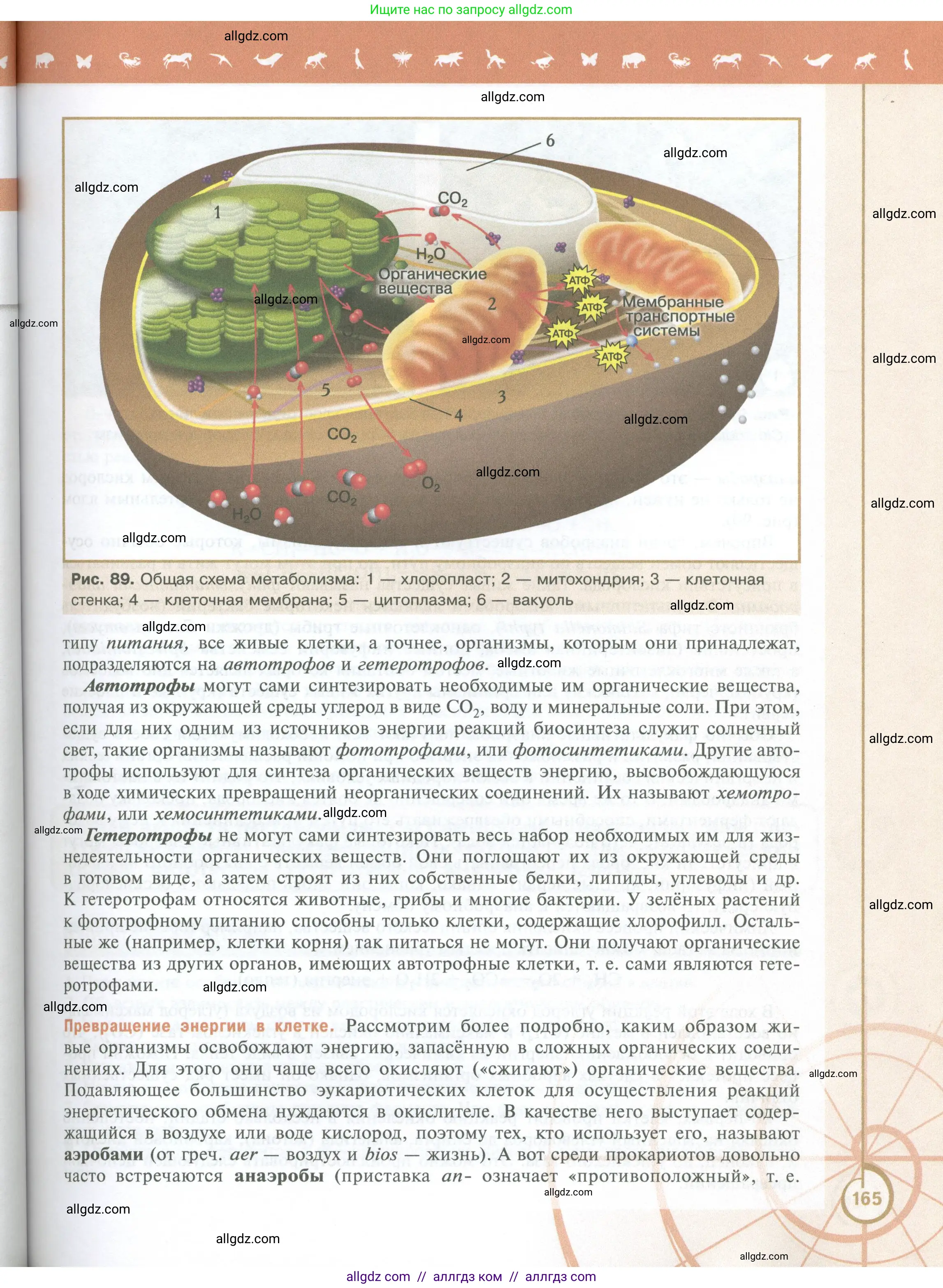 Биология, 10 класс Учебник, авторы: Пасечник Владимир Васильевич, Каменский Андрей Александрович, Рубцов Александр Михайлович, Швецов Глеб Геннадьевич, Абовян Леван Арташесович, Гапонюк Зоя Георгиевна, издательство Просвещение, Москва, 2024, коричневого цвета, страница 165