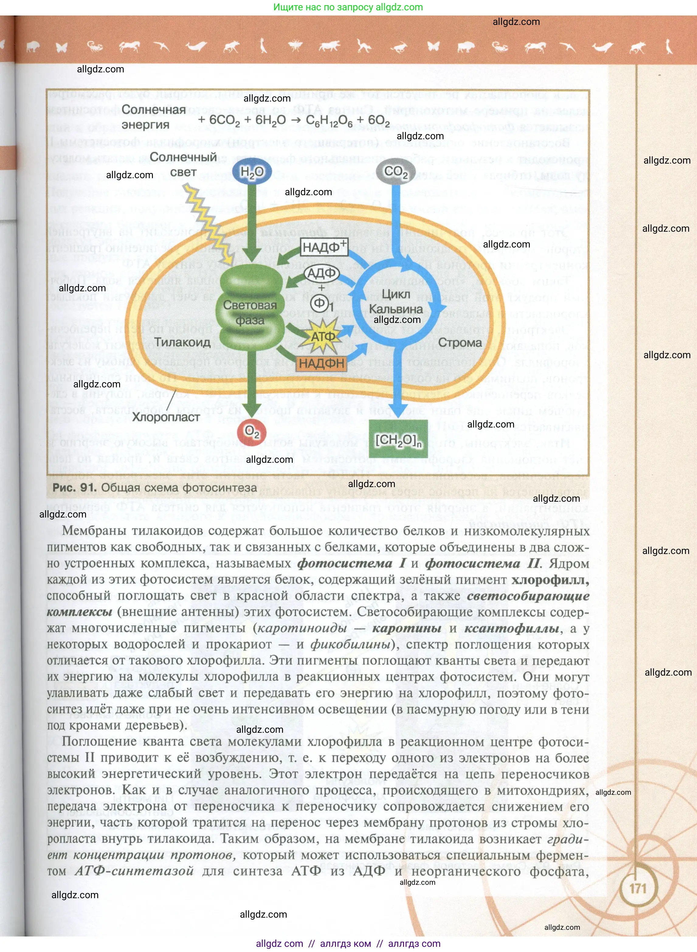 Биология, 10 класс Учебник, авторы: Пасечник Владимир Васильевич, Каменский Андрей Александрович, Рубцов Александр Михайлович, Швецов Глеб Геннадьевич, Абовян Леван Арташесович, Гапонюк Зоя Георгиевна, издательство Просвещение, Москва, 2024, коричневого цвета, страница 171