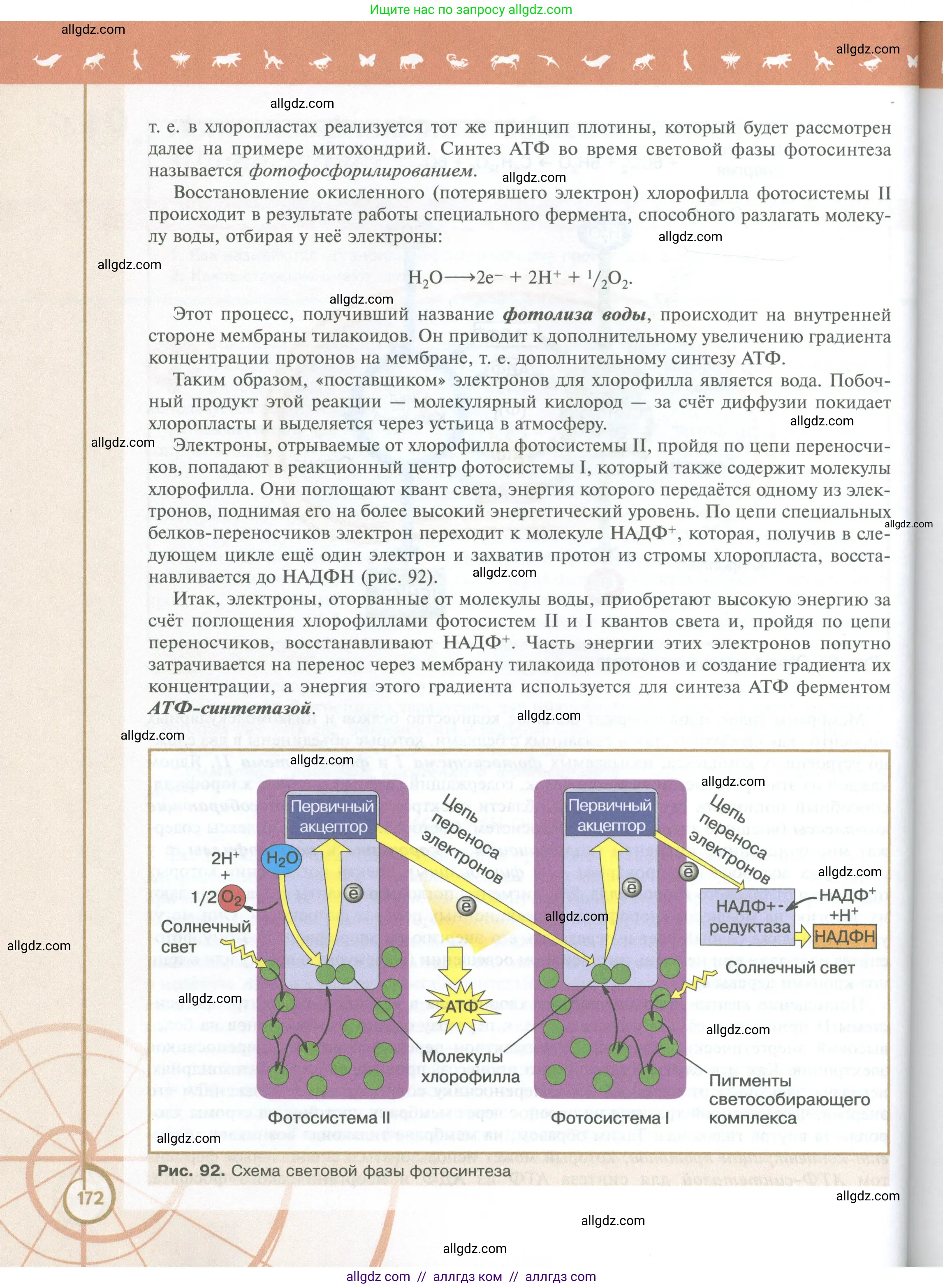 Биология, 10 класс Учебник, авторы: Пасечник Владимир Васильевич, Каменский Андрей Александрович, Рубцов Александр Михайлович, Швецов Глеб Геннадьевич, Абовян Леван Арташесович, Гапонюк Зоя Георгиевна, издательство Просвещение, Москва, 2024, коричневого цвета, страница 172