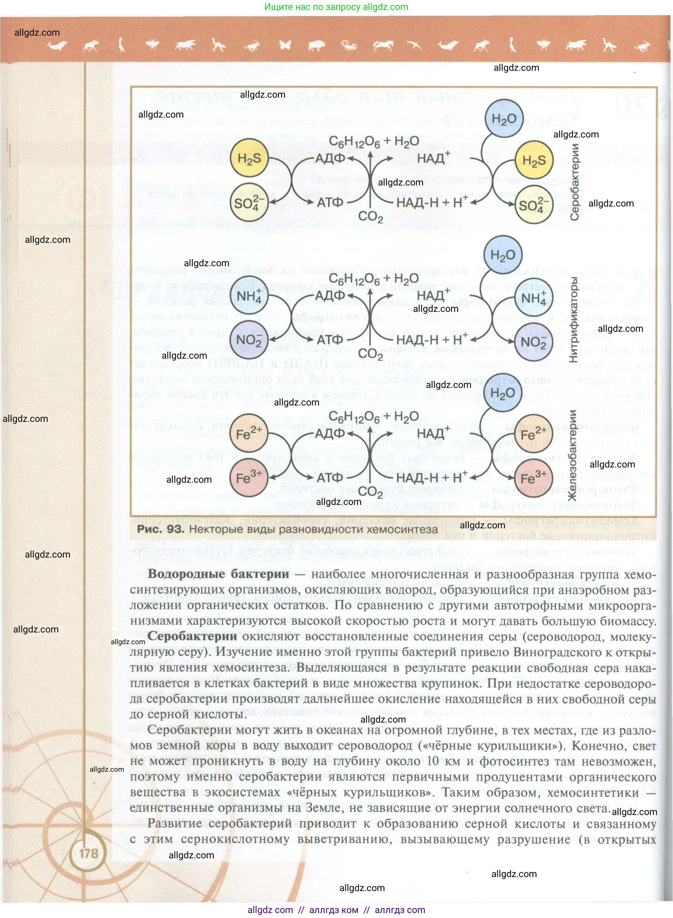 Биология, 10 класс Учебник, авторы: Пасечник Владимир Васильевич, Каменский Андрей Александрович, Рубцов Александр Михайлович, Швецов Глеб Геннадьевич, Абовян Леван Арташесович, Гапонюк Зоя Георгиевна, издательство Просвещение, Москва, 2024, коричневого цвета, страница 178