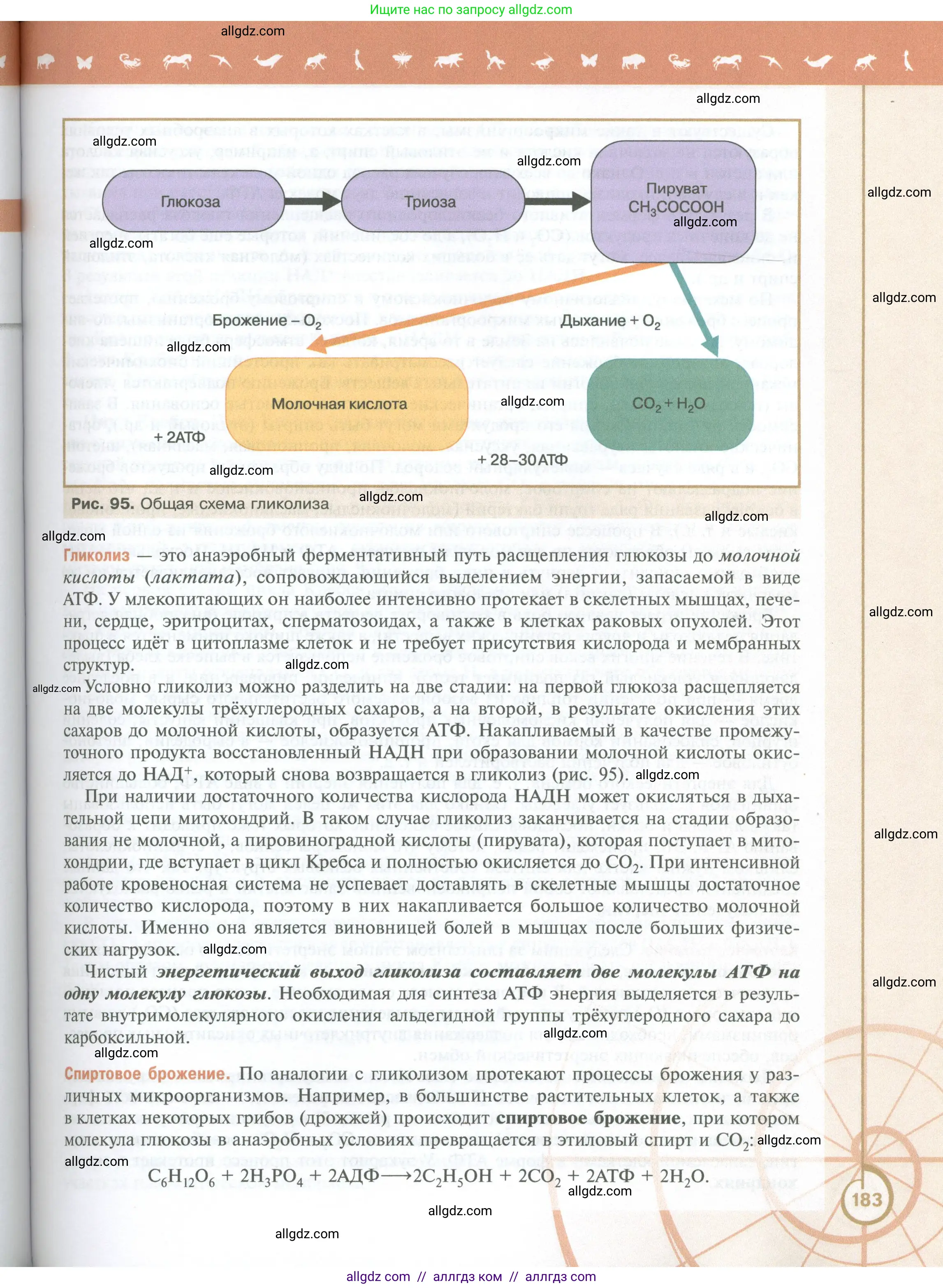 Биология, 10 класс Учебник, авторы: Пасечник Владимир Васильевич, Каменский Андрей Александрович, Рубцов Александр Михайлович, Швецов Глеб Геннадьевич, Абовян Леван Арташесович, Гапонюк Зоя Георгиевна, издательство Просвещение, Москва, 2024, коричневого цвета, страница 183