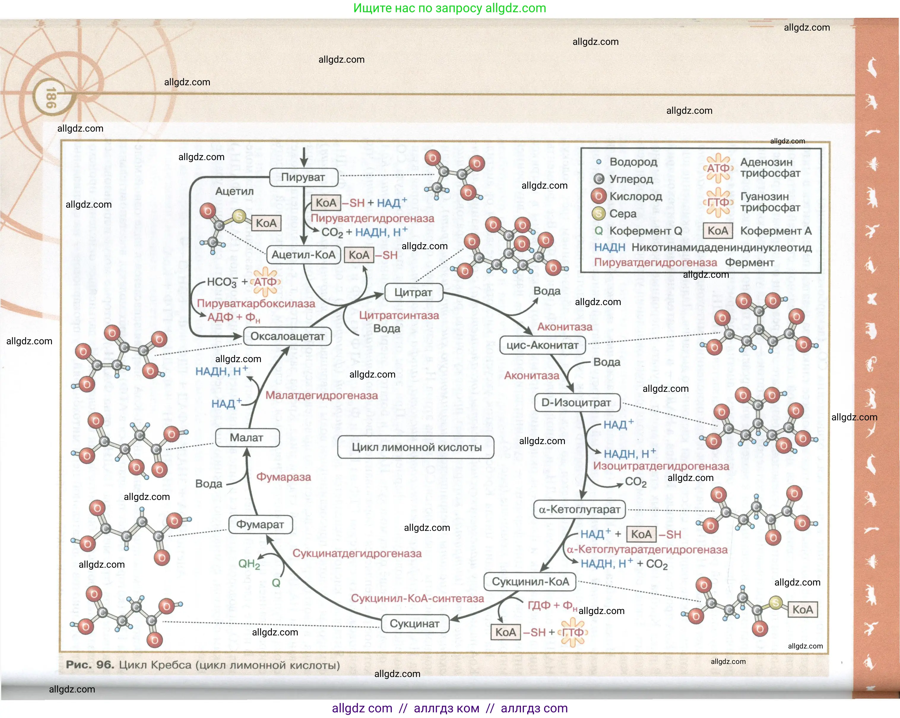 Биология, 10 класс Учебник, авторы: Пасечник Владимир Васильевич, Каменский Андрей Александрович, Рубцов Александр Михайлович, Швецов Глеб Геннадьевич, Абовян Леван Арташесович, Гапонюк Зоя Георгиевна, издательство Просвещение, Москва, 2024, коричневого цвета, страница 186