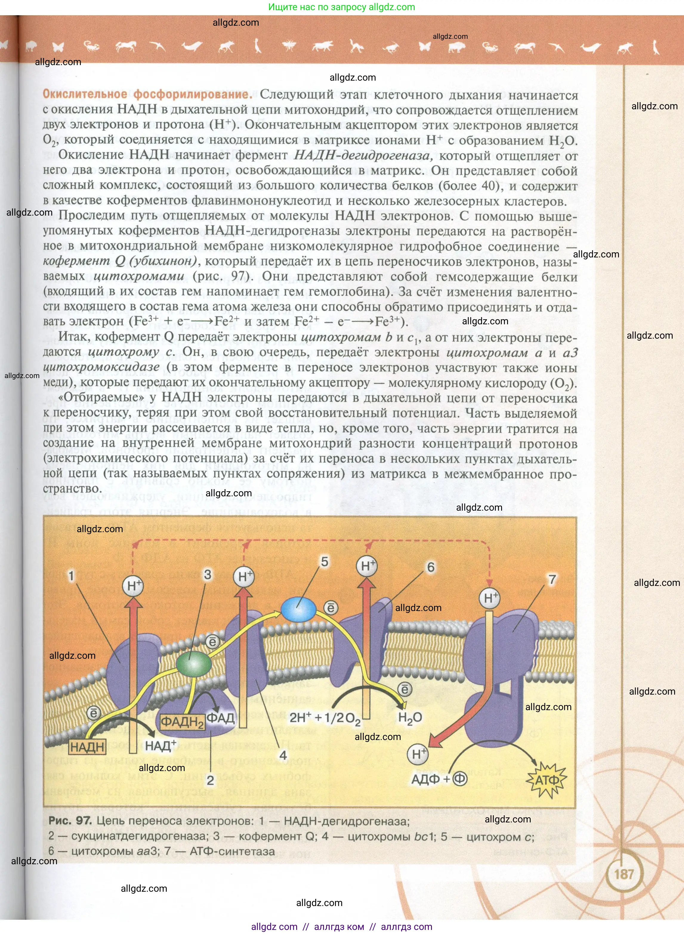 Биология, 10 класс Учебник, авторы: Пасечник Владимир Васильевич, Каменский Андрей Александрович, Рубцов Александр Михайлович, Швецов Глеб Геннадьевич, Абовян Леван Арташесович, Гапонюк Зоя Георгиевна, издательство Просвещение, Москва, 2024, коричневого цвета, страница 187