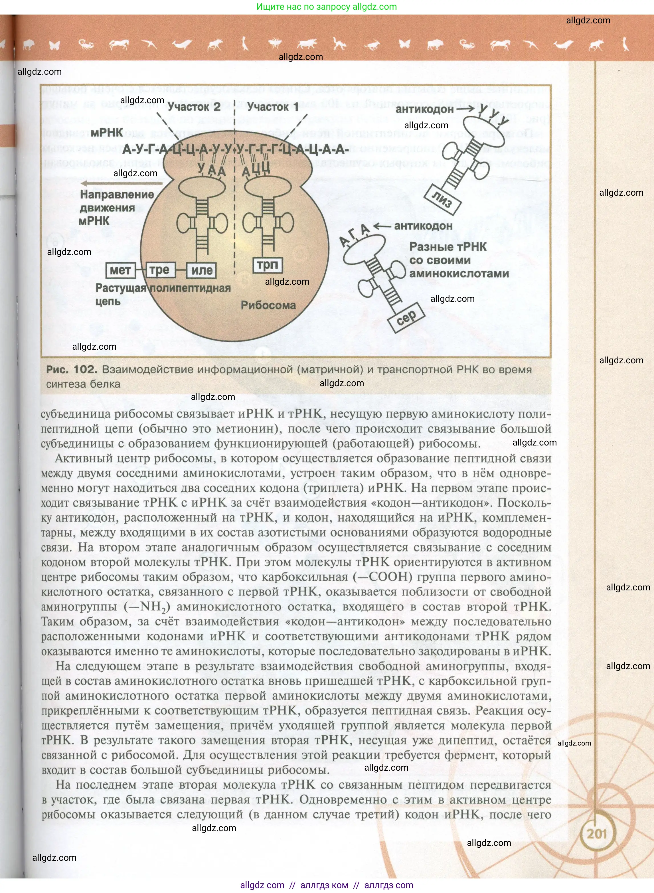 Биология, 10 класс Учебник, авторы: Пасечник Владимир Васильевич, Каменский Андрей Александрович, Рубцов Александр Михайлович, Швецов Глеб Геннадьевич, Абовян Леван Арташесович, Гапонюк Зоя Георгиевна, издательство Просвещение, Москва, 2024, коричневого цвета, страница 201