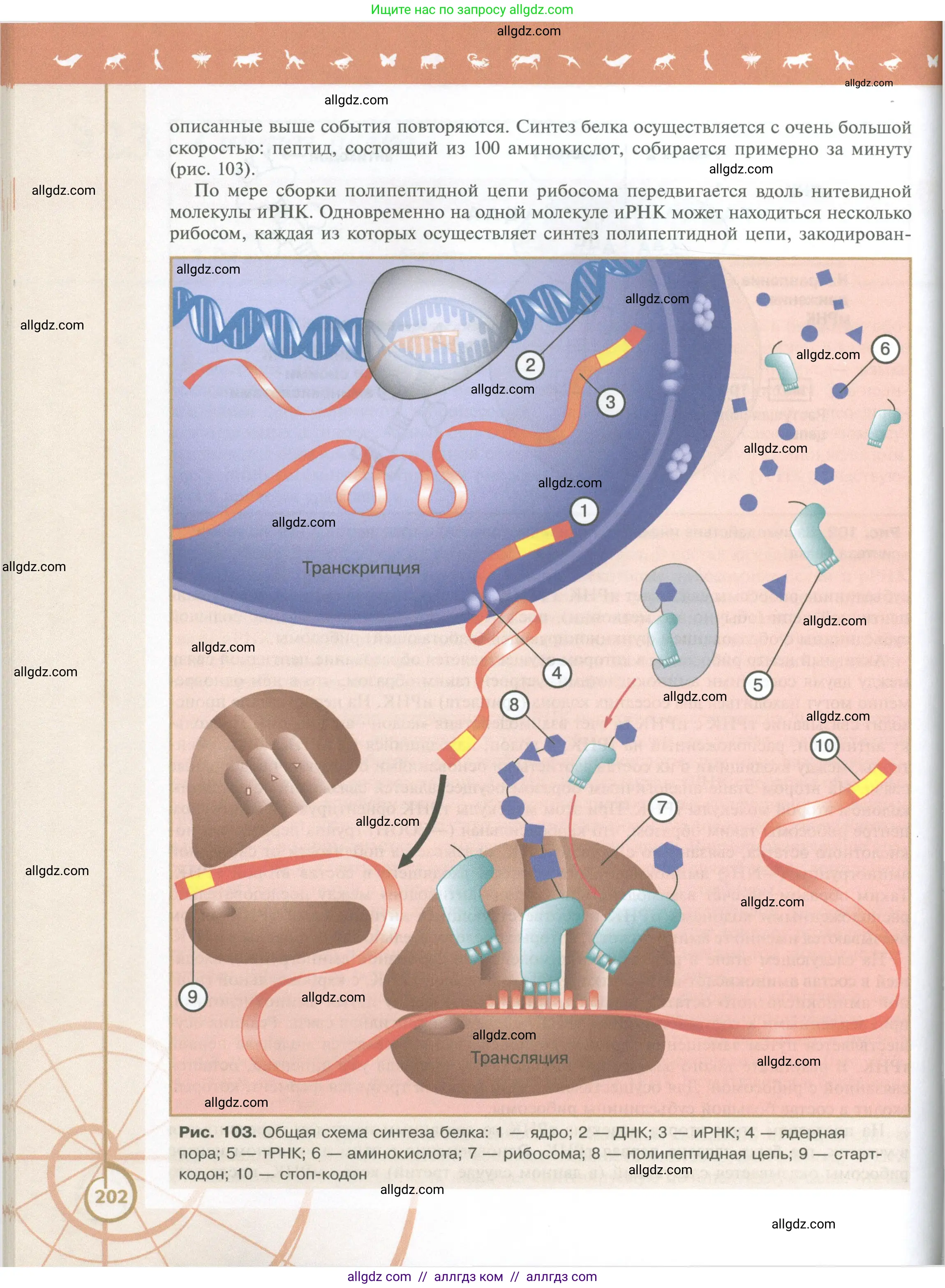 Биология, 10 класс Учебник, авторы: Пасечник Владимир Васильевич, Каменский Андрей Александрович, Рубцов Александр Михайлович, Швецов Глеб Геннадьевич, Абовян Леван Арташесович, Гапонюк Зоя Георгиевна, издательство Просвещение, Москва, 2024, коричневого цвета, страница 202
