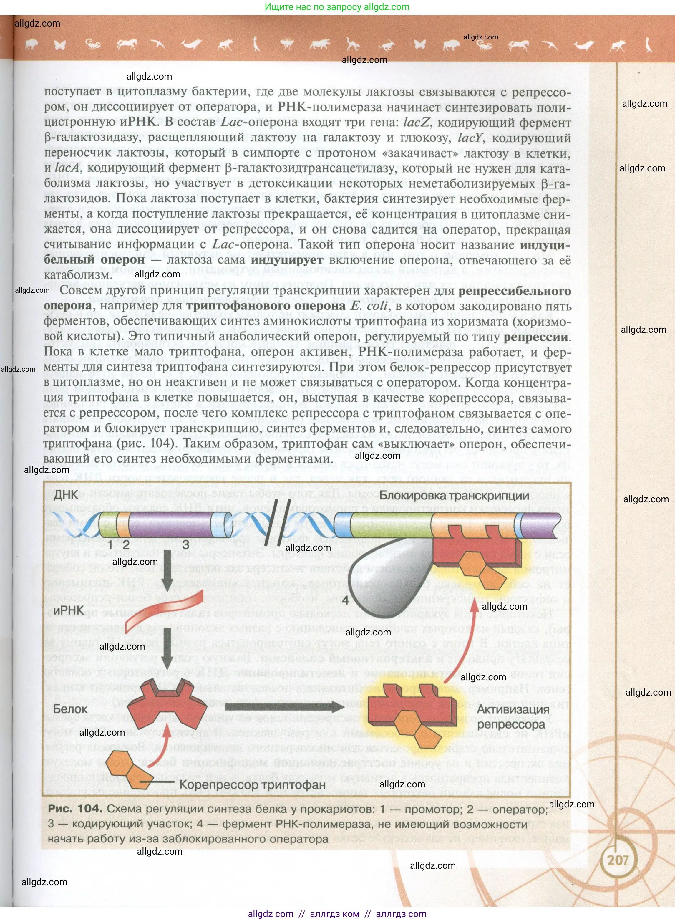 Биология, 10 класс Учебник, авторы: Пасечник Владимир Васильевич, Каменский Андрей Александрович, Рубцов Александр Михайлович, Швецов Глеб Геннадьевич, Абовян Леван Арташесович, Гапонюк Зоя Георгиевна, издательство Просвещение, Москва, 2024, коричневого цвета, страница 207