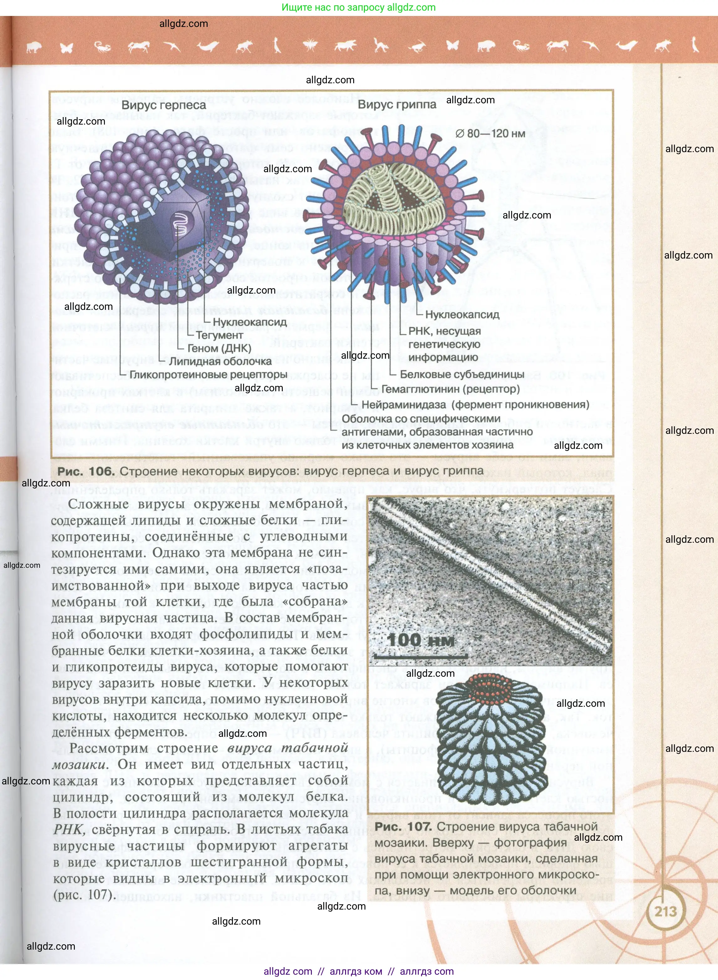 Биология, 10 класс Учебник, авторы: Пасечник Владимир Васильевич, Каменский Андрей Александрович, Рубцов Александр Михайлович, Швецов Глеб Геннадьевич, Абовян Леван Арташесович, Гапонюк Зоя Георгиевна, издательство Просвещение, Москва, 2024, коричневого цвета, страница 213