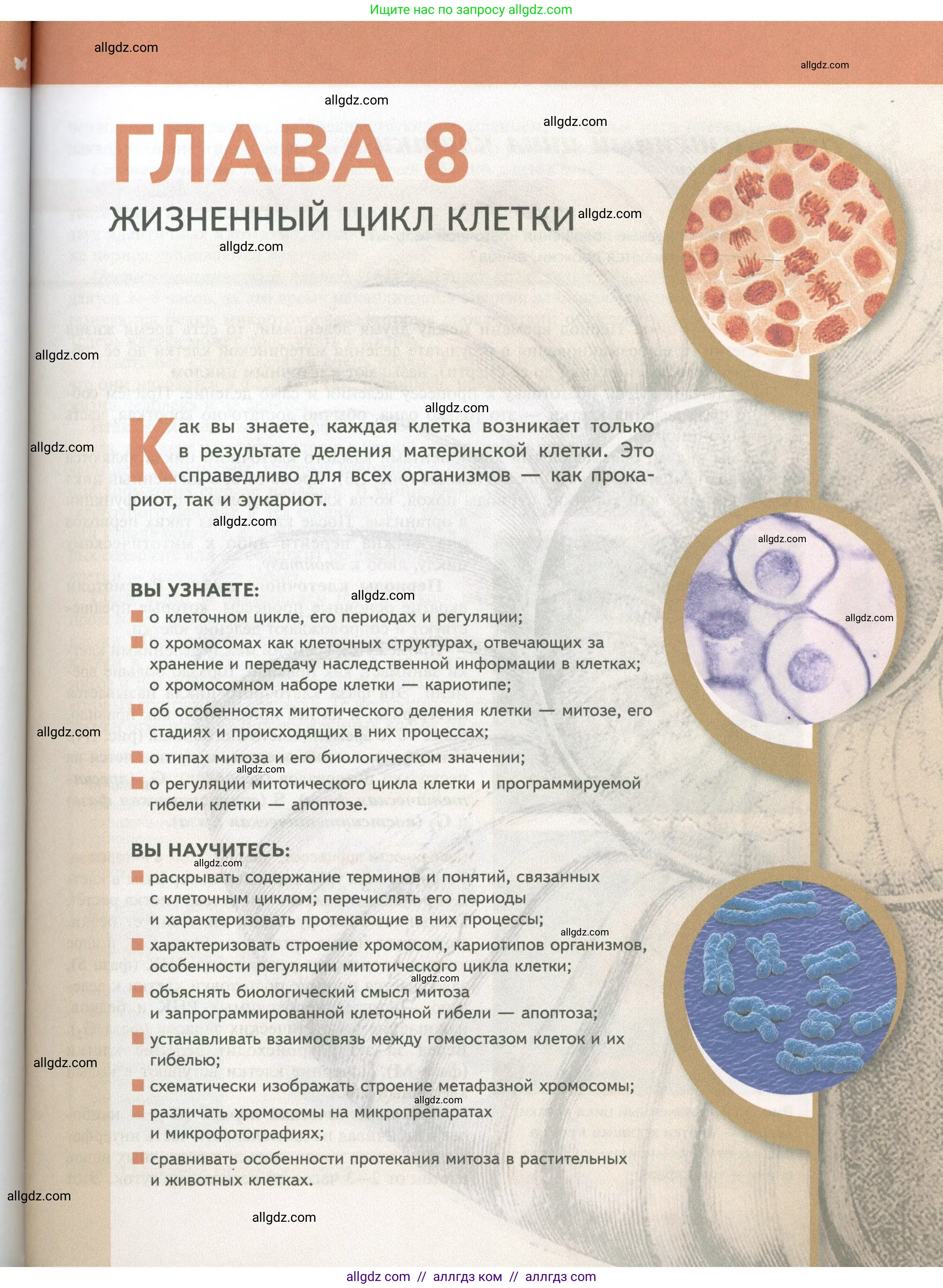 Биология, 10 класс Учебник, авторы: Пасечник Владимир Васильевич, Каменский Андрей Александрович, Рубцов Александр Михайлович, Швецов Глеб Геннадьевич, Абовян Леван Арташесович, Гапонюк Зоя Георгиевна, издательство Просвещение, Москва, 2024, коричневого цвета, страница 229
