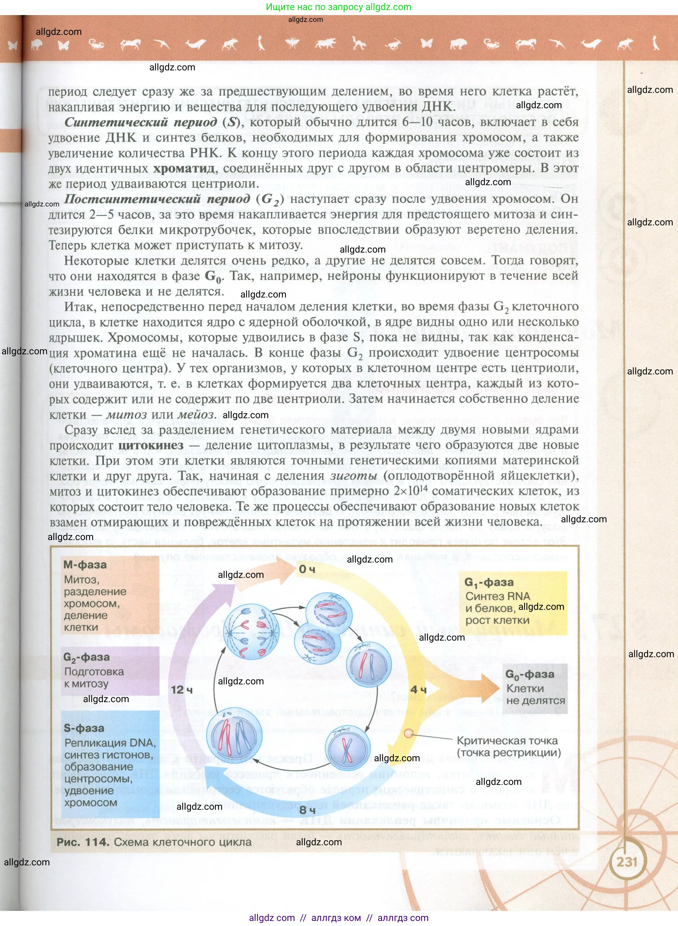 Биология, 10 класс Учебник, авторы: Пасечник Владимир Васильевич, Каменский Андрей Александрович, Рубцов Александр Михайлович, Швецов Глеб Геннадьевич, Абовян Леван Арташесович, Гапонюк Зоя Георгиевна, издательство Просвещение, Москва, 2024, коричневого цвета, страница 231
