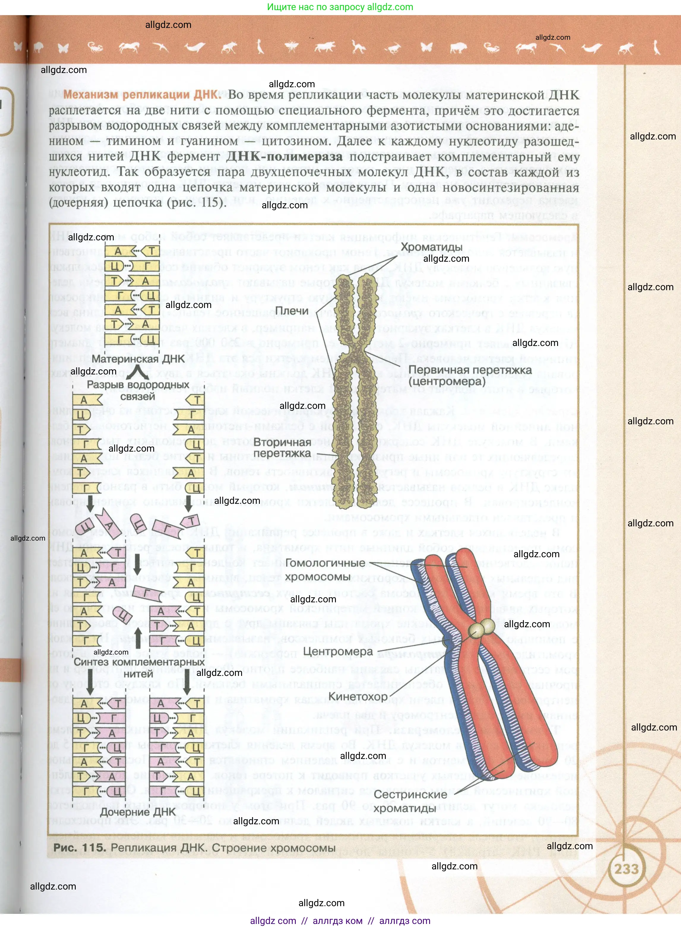 Биология, 10 класс Учебник, авторы: Пасечник Владимир Васильевич, Каменский Андрей Александрович, Рубцов Александр Михайлович, Швецов Глеб Геннадьевич, Абовян Леван Арташесович, Гапонюк Зоя Георгиевна, издательство Просвещение, Москва, 2024, коричневого цвета, страница 233