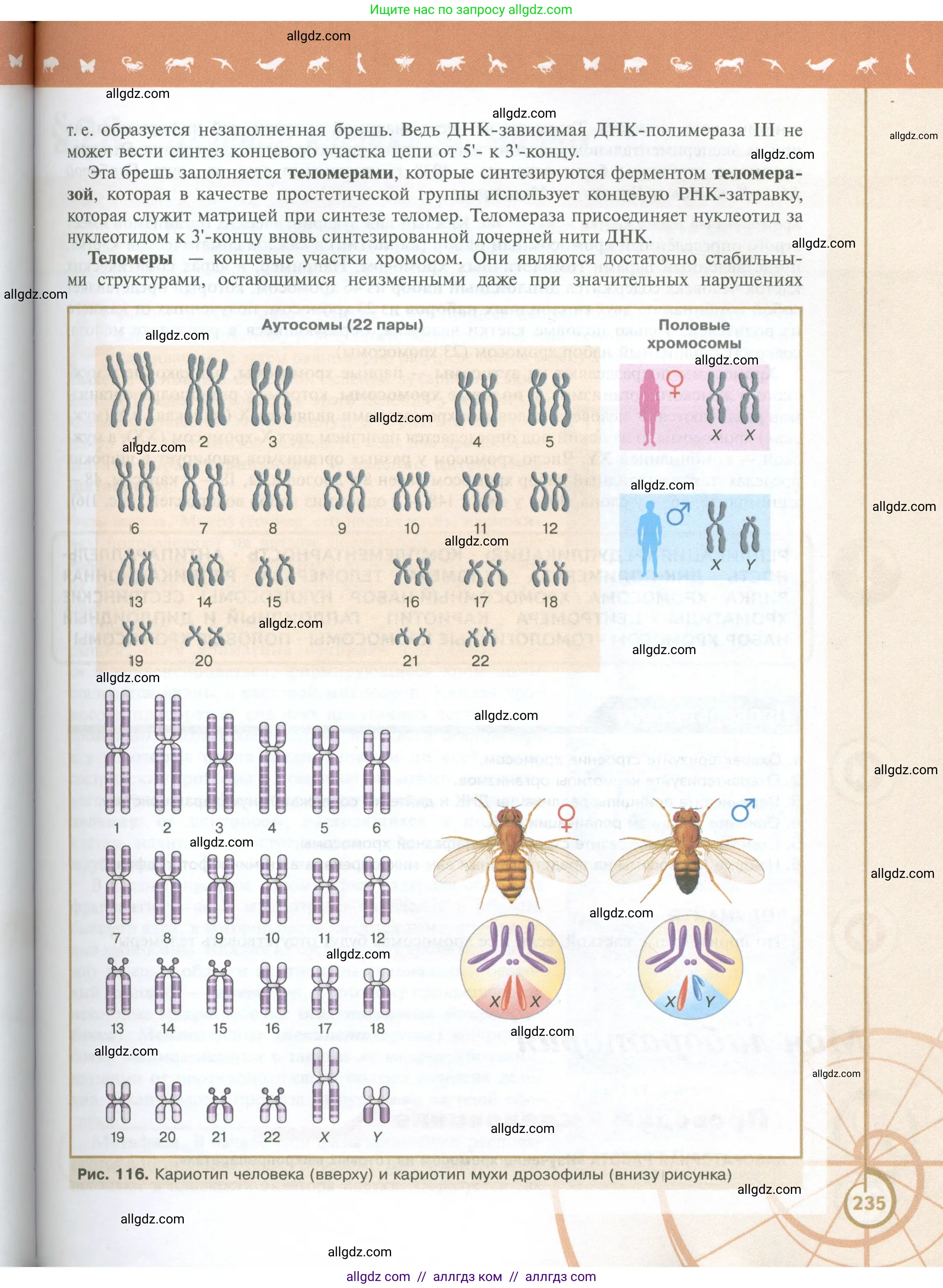 Биология, 10 класс Учебник, авторы: Пасечник Владимир Васильевич, Каменский Андрей Александрович, Рубцов Александр Михайлович, Швецов Глеб Геннадьевич, Абовян Леван Арташесович, Гапонюк Зоя Георгиевна, издательство Просвещение, Москва, 2024, коричневого цвета, страница 235