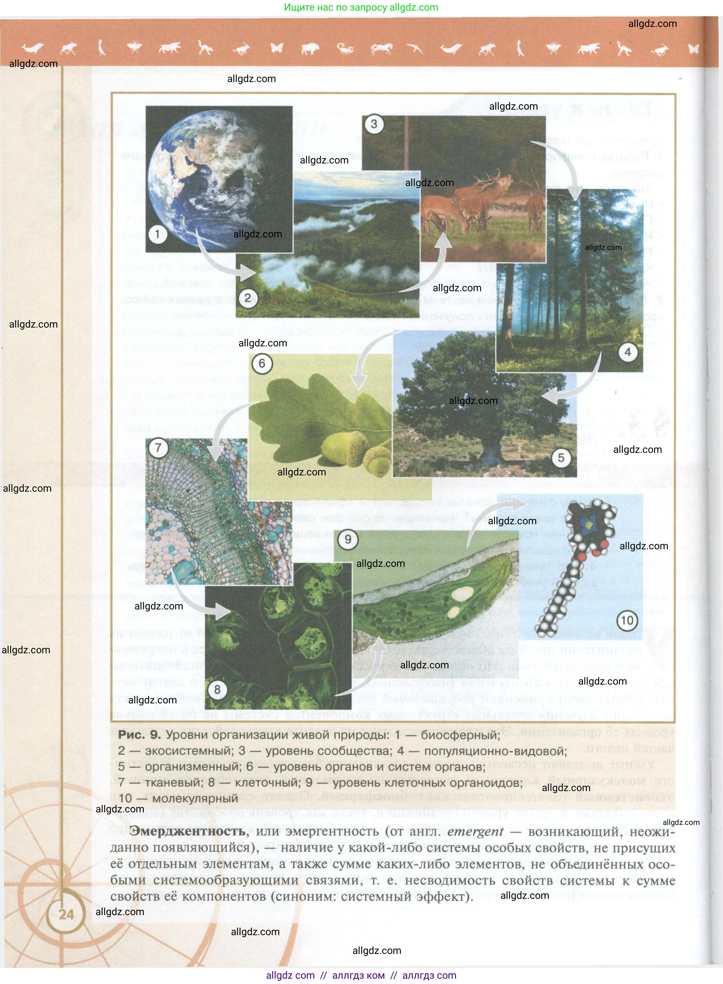 Биология, 10 класс Учебник, авторы: Пасечник Владимир Васильевич, Каменский Андрей Александрович, Рубцов Александр Михайлович, Швецов Глеб Геннадьевич, Абовян Леван Арташесович, Гапонюк Зоя Георгиевна, издательство Просвещение, Москва, 2024, коричневого цвета, страница 24