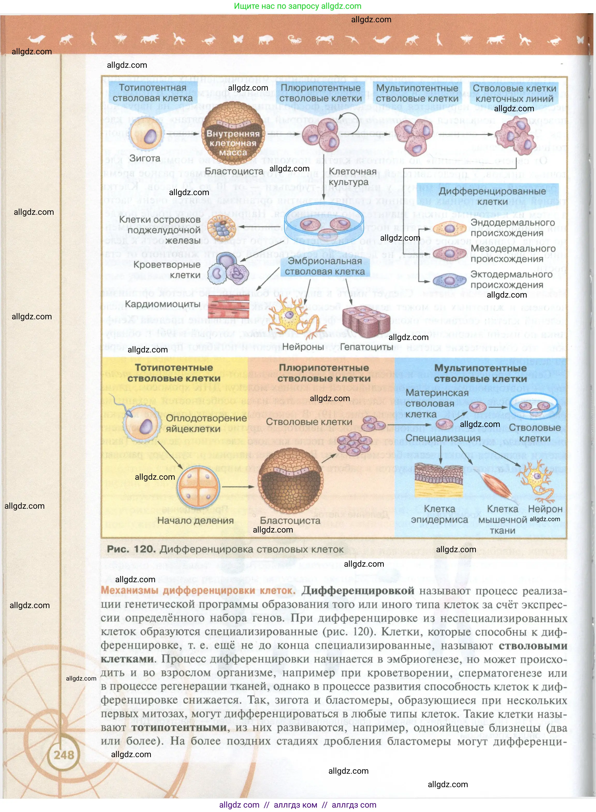 Биология, 10 класс Учебник, авторы: Пасечник Владимир Васильевич, Каменский Андрей Александрович, Рубцов Александр Михайлович, Швецов Глеб Геннадьевич, Абовян Леван Арташесович, Гапонюк Зоя Георгиевна, издательство Просвещение, Москва, 2024, коричневого цвета, страница 248