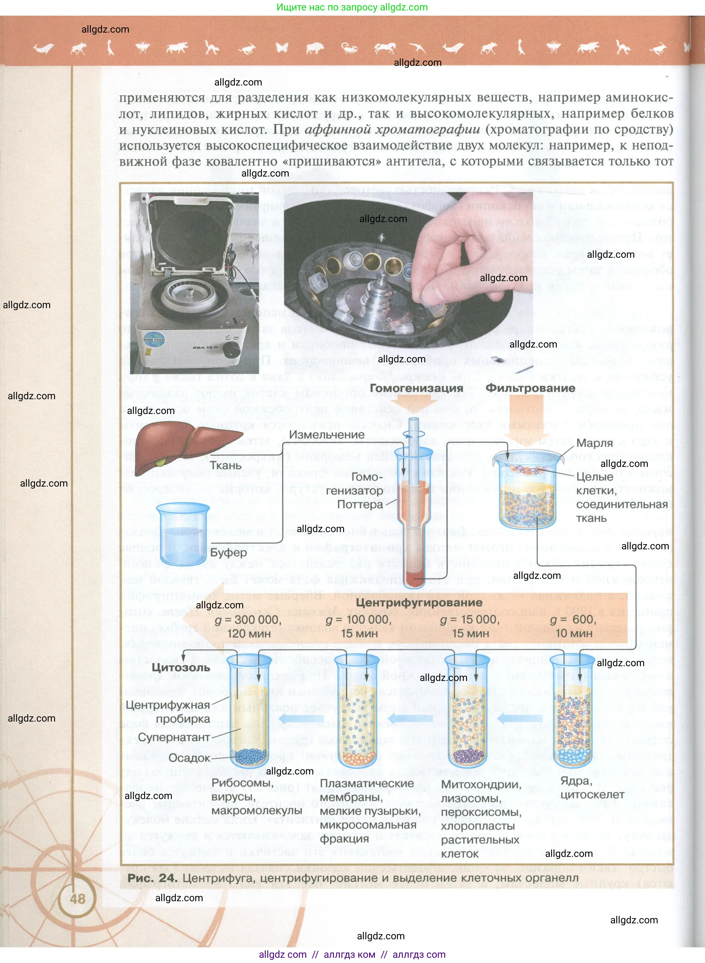 Биология, 10 класс Учебник, авторы: Пасечник Владимир Васильевич, Каменский Андрей Александрович, Рубцов Александр Михайлович, Швецов Глеб Геннадьевич, Абовян Леван Арташесович, Гапонюк Зоя Георгиевна, издательство Просвещение, Москва, 2024, коричневого цвета, страница 48