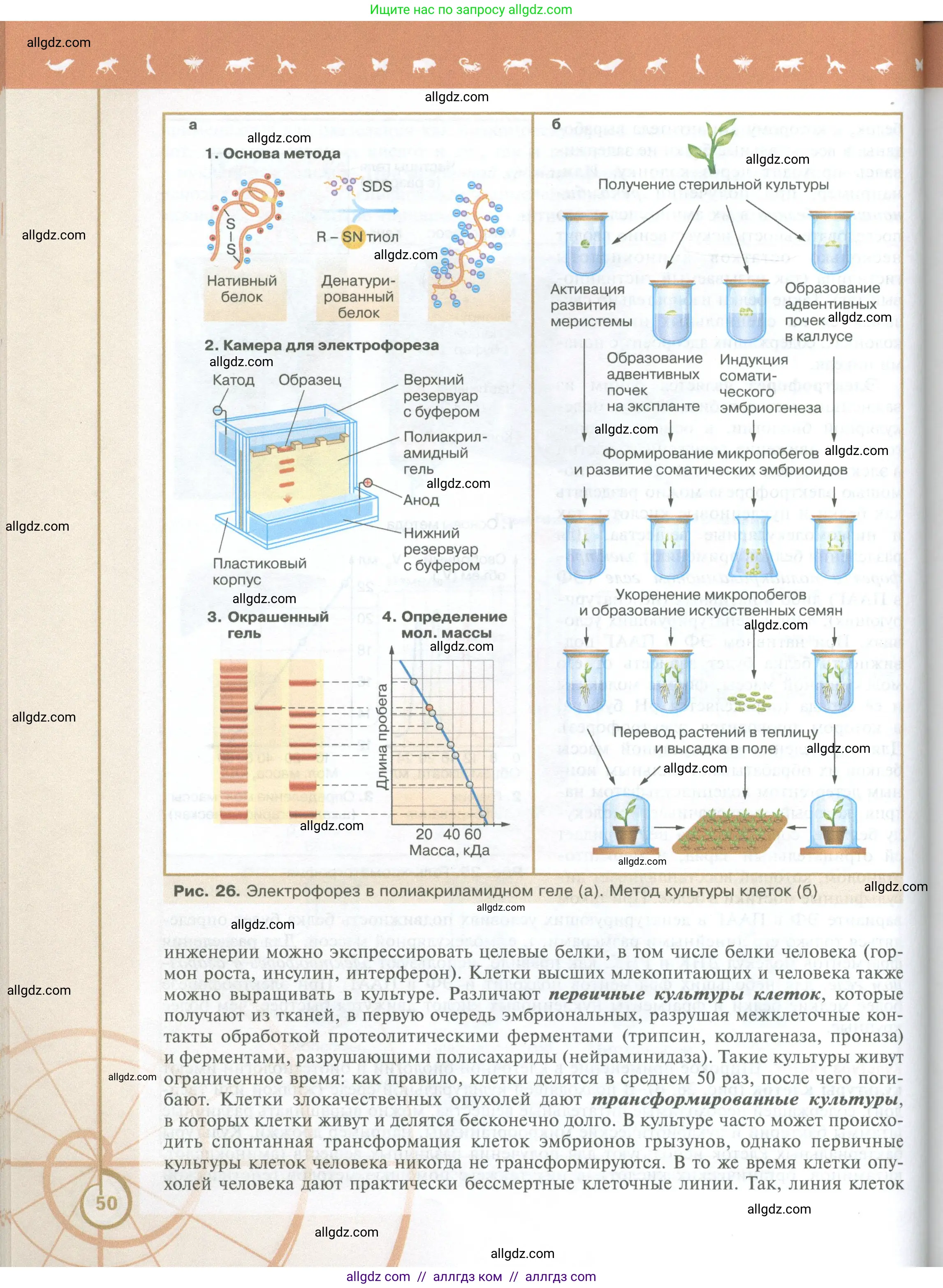 Биология, 10 класс Учебник, авторы: Пасечник Владимир Васильевич, Каменский Андрей Александрович, Рубцов Александр Михайлович, Швецов Глеб Геннадьевич, Абовян Леван Арташесович, Гапонюк Зоя Георгиевна, издательство Просвещение, Москва, 2024, коричневого цвета, страница 50
