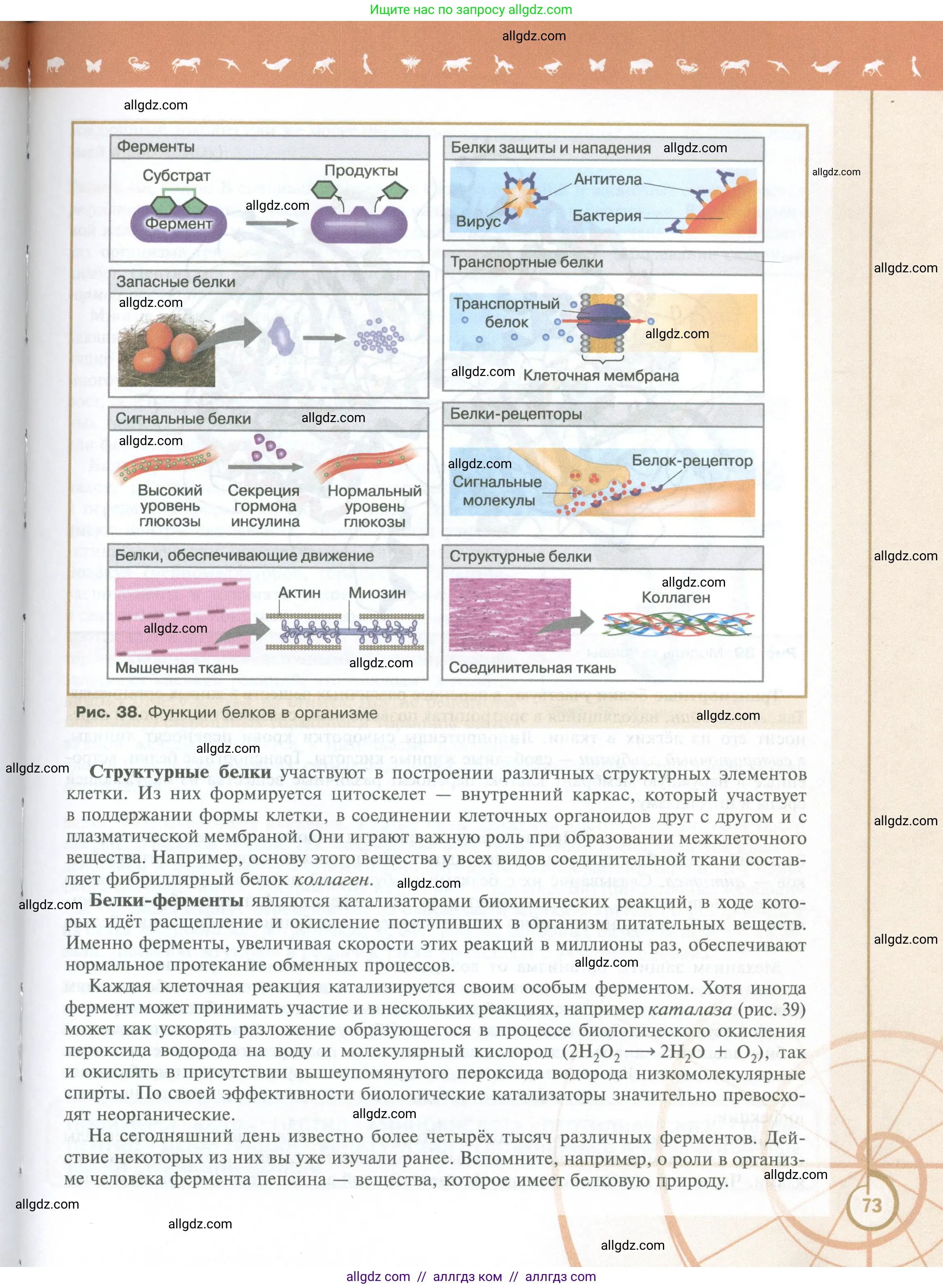 Биология, 10 класс Учебник, авторы: Пасечник Владимир Васильевич, Каменский Андрей Александрович, Рубцов Александр Михайлович, Швецов Глеб Геннадьевич, Абовян Леван Арташесович, Гапонюк Зоя Георгиевна, издательство Просвещение, Москва, 2024, коричневого цвета, страница 73