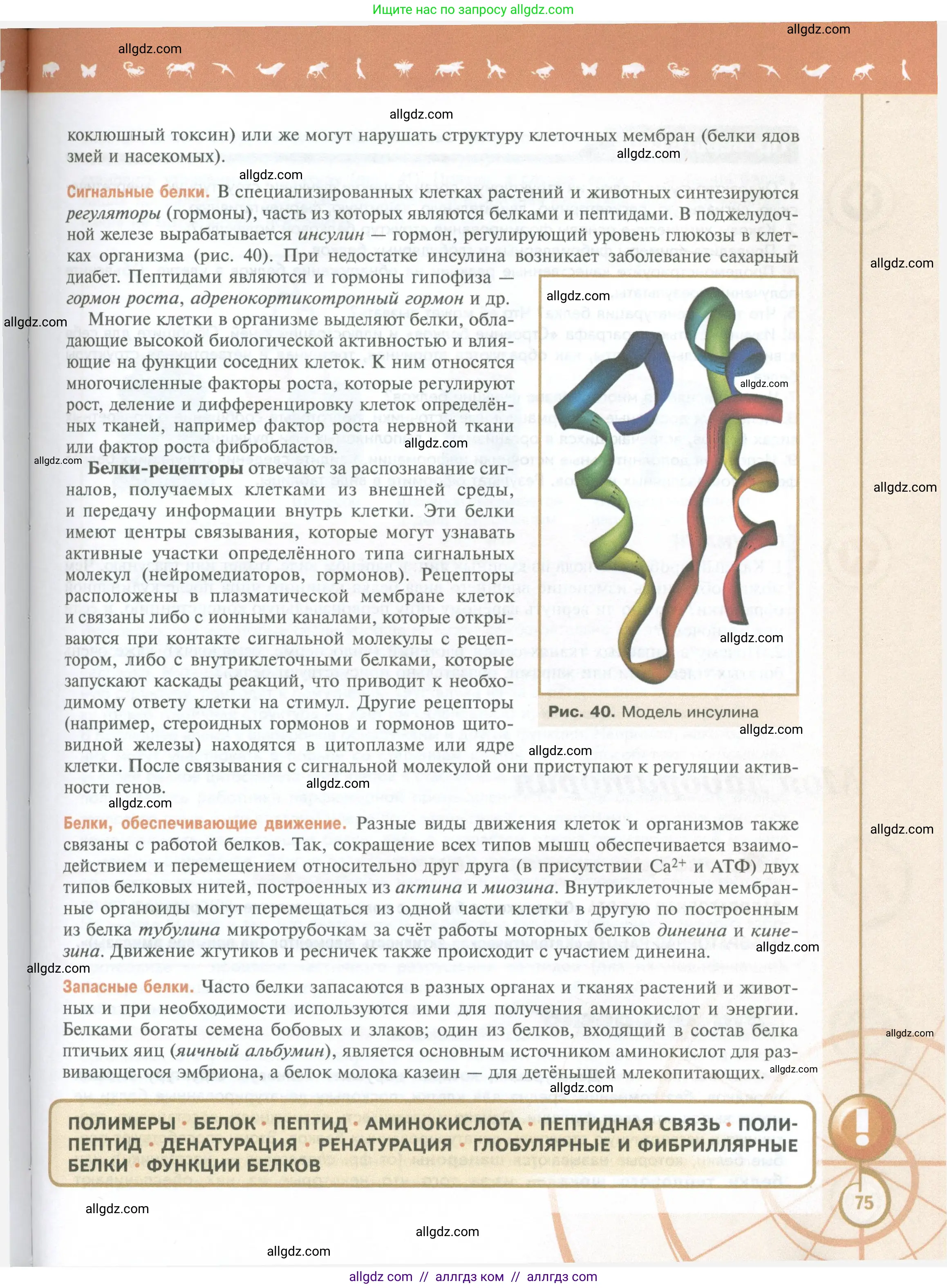 Биология, 10 класс Учебник, авторы: Пасечник Владимир Васильевич, Каменский Андрей Александрович, Рубцов Александр Михайлович, Швецов Глеб Геннадьевич, Абовян Леван Арташесович, Гапонюк Зоя Георгиевна, издательство Просвещение, Москва, 2024, коричневого цвета, страница 75