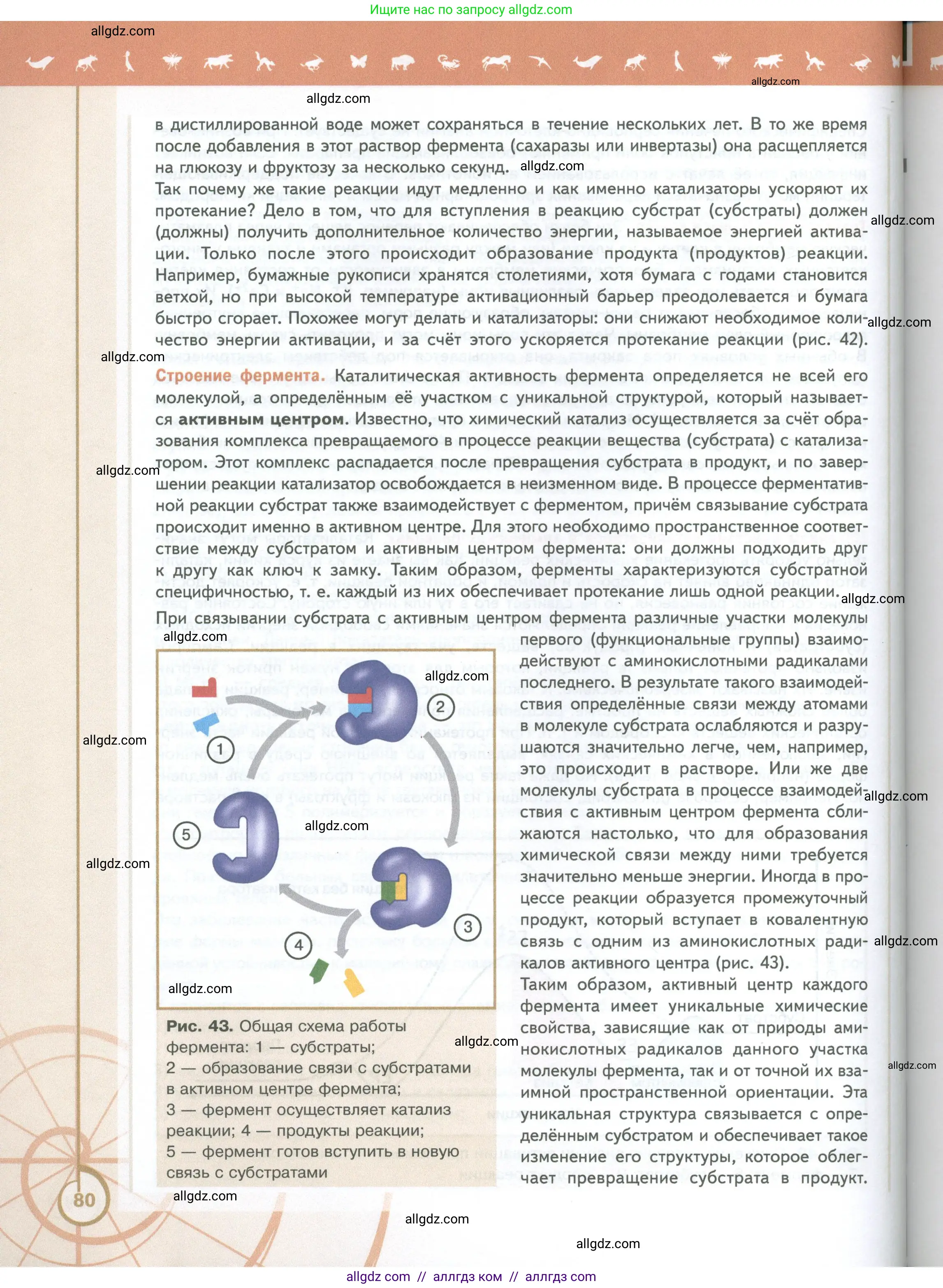 Биология, 10 класс Учебник, авторы: Пасечник Владимир Васильевич, Каменский Андрей Александрович, Рубцов Александр Михайлович, Швецов Глеб Геннадьевич, Абовян Леван Арташесович, Гапонюк Зоя Георгиевна, издательство Просвещение, Москва, 2024, коричневого цвета, страница 80