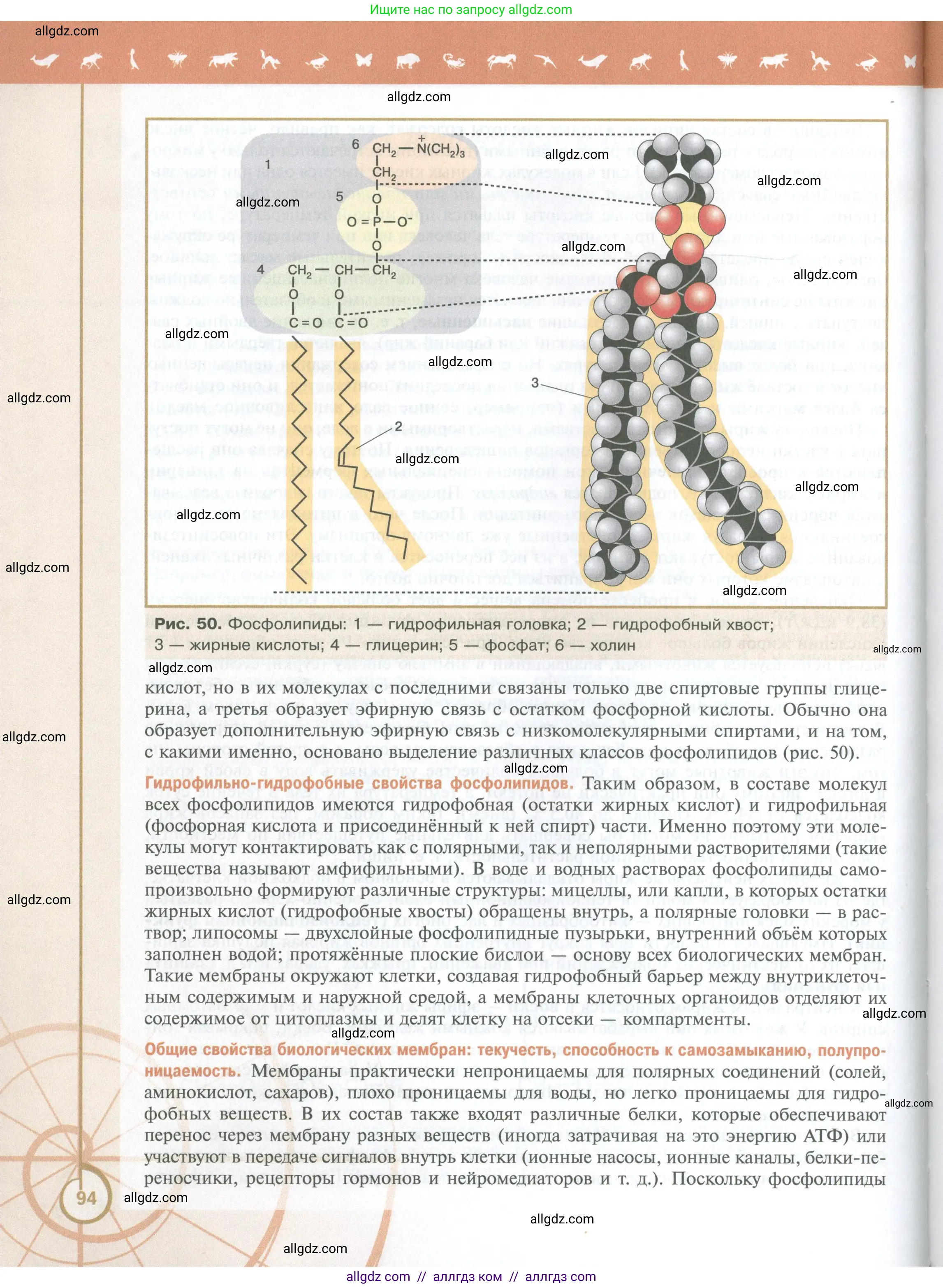 Биология, 10 класс Учебник, авторы: Пасечник Владимир Васильевич, Каменский Андрей Александрович, Рубцов Александр Михайлович, Швецов Глеб Геннадьевич, Абовян Леван Арташесович, Гапонюк Зоя Георгиевна, издательство Просвещение, Москва, 2024, коричневого цвета, страница 94