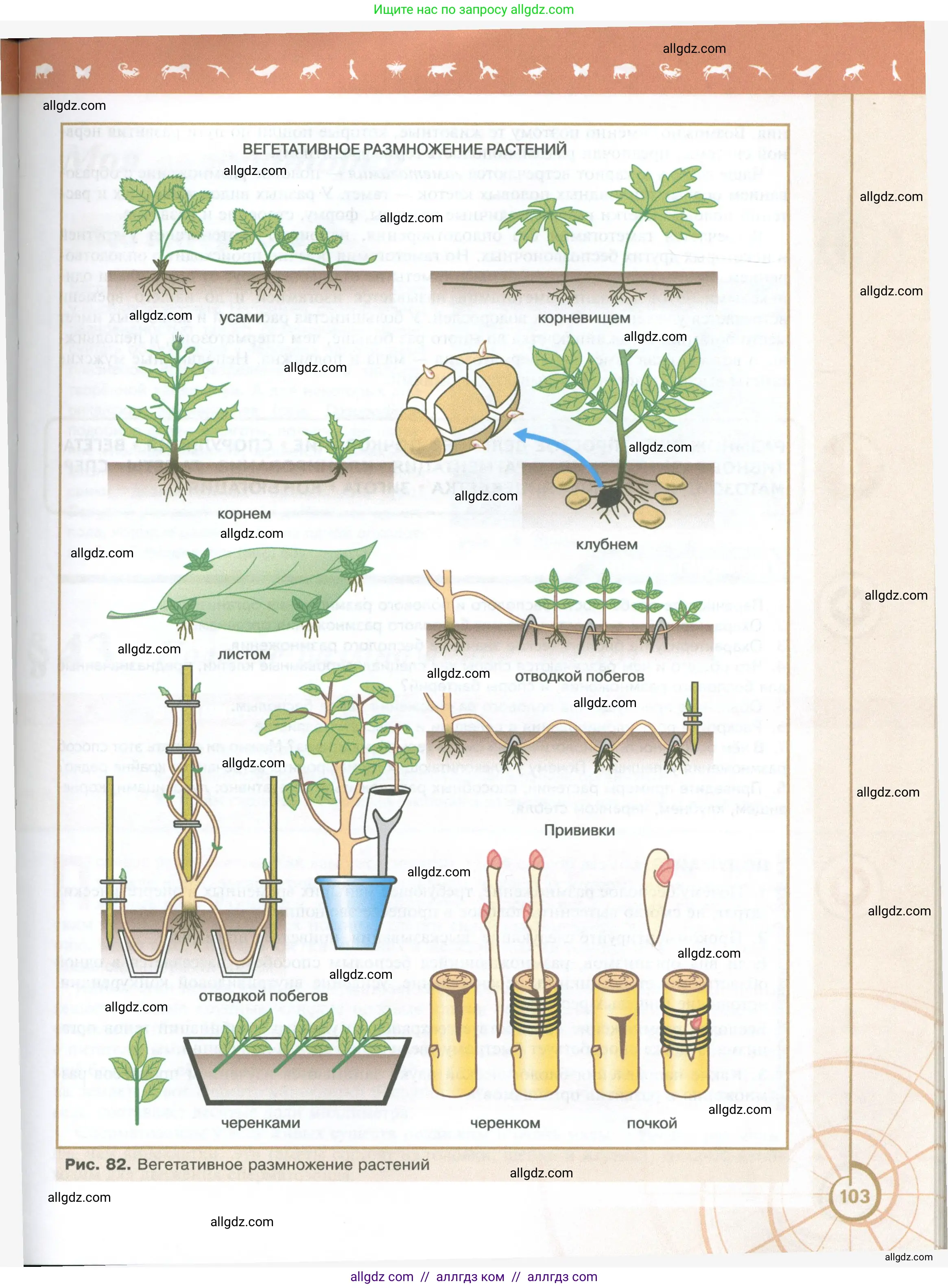 Биология, 10 класс Учебник, авторы: Пасечник Владимир Васильевич, Каменский Андрей Александрович, Рубцов Александр Михайлович, Швецов Глеб Геннадьевич, Абовян Леван Арташесович, Гапонюк Зоя Георгиевна, издательство Просвещение, Москва, 2024, коричневого цвета, страница 103