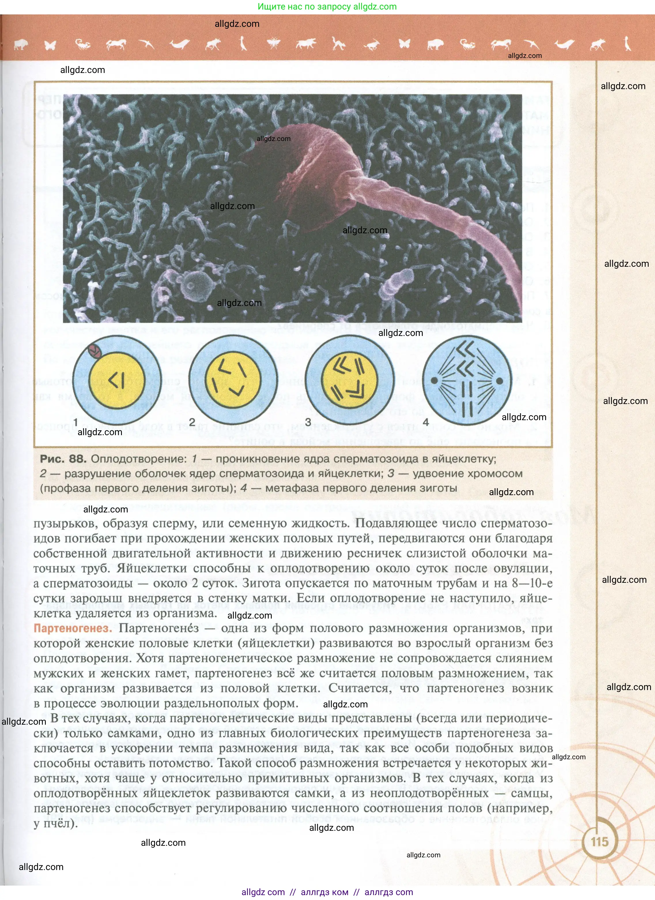 Биология, 10 класс Учебник, авторы: Пасечник Владимир Васильевич, Каменский Андрей Александрович, Рубцов Александр Михайлович, Швецов Глеб Геннадьевич, Абовян Леван Арташесович, Гапонюк Зоя Георгиевна, издательство Просвещение, Москва, 2024, коричневого цвета, страница 115