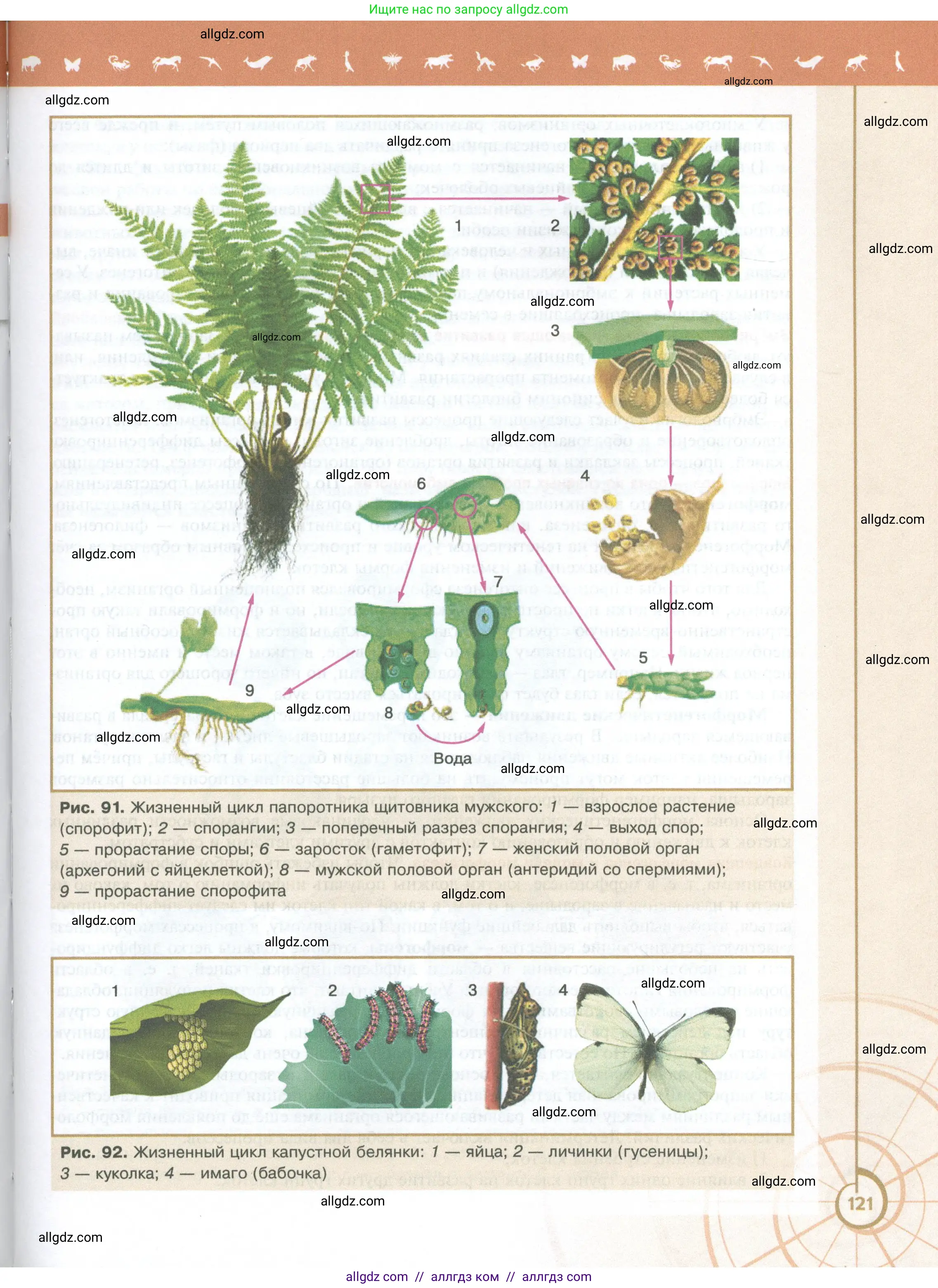 Биология, 10 класс Учебник, авторы: Пасечник Владимир Васильевич, Каменский Андрей Александрович, Рубцов Александр Михайлович, Швецов Глеб Геннадьевич, Абовян Леван Арташесович, Гапонюк Зоя Георгиевна, издательство Просвещение, Москва, 2024, коричневого цвета, страница 121