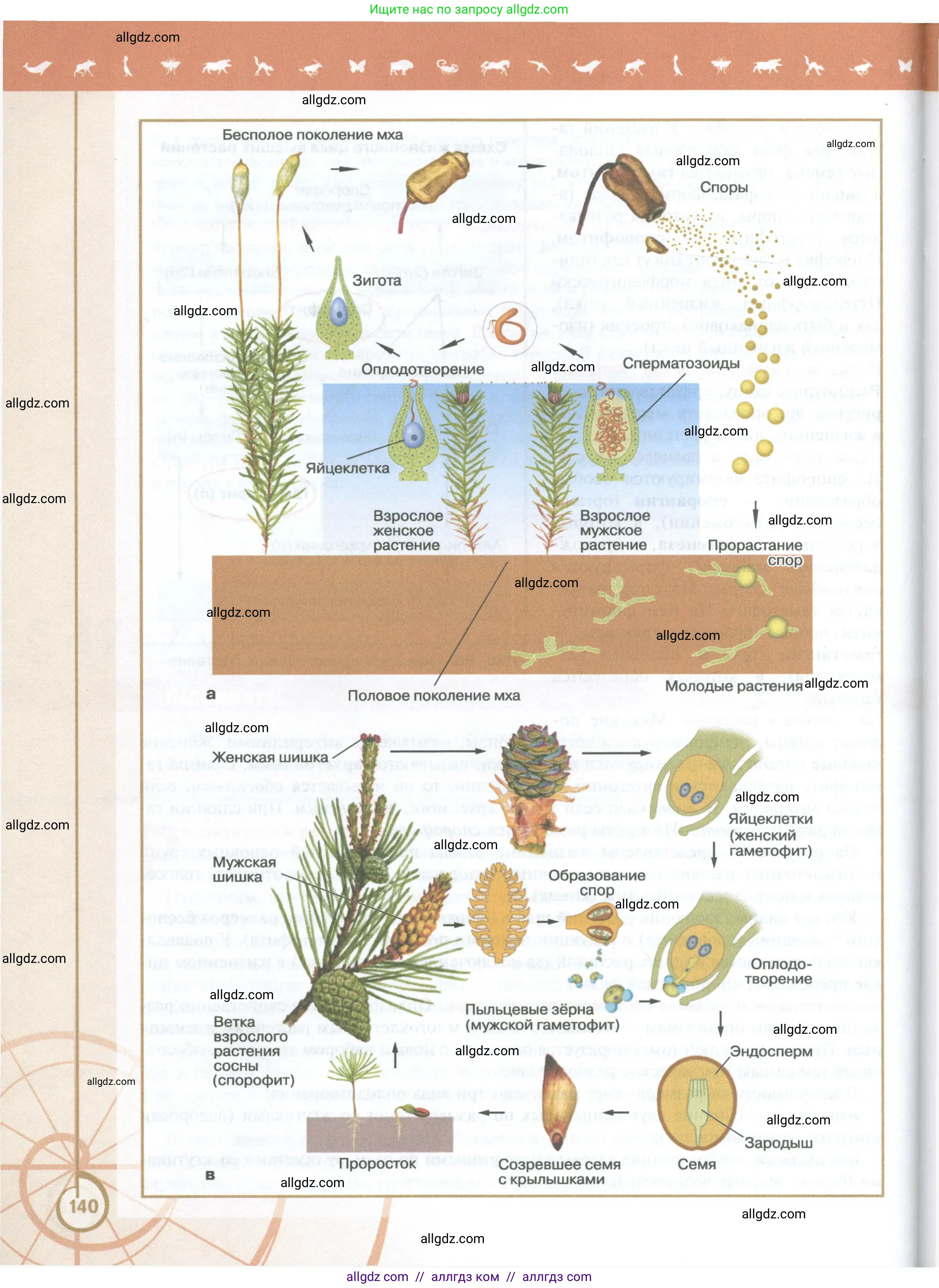 Биология, 10 класс Учебник, авторы: Пасечник Владимир Васильевич, Каменский Андрей Александрович, Рубцов Александр Михайлович, Швецов Глеб Геннадьевич, Абовян Леван Арташесович, Гапонюк Зоя Георгиевна, издательство Просвещение, Москва, 2024, коричневого цвета, страница 140