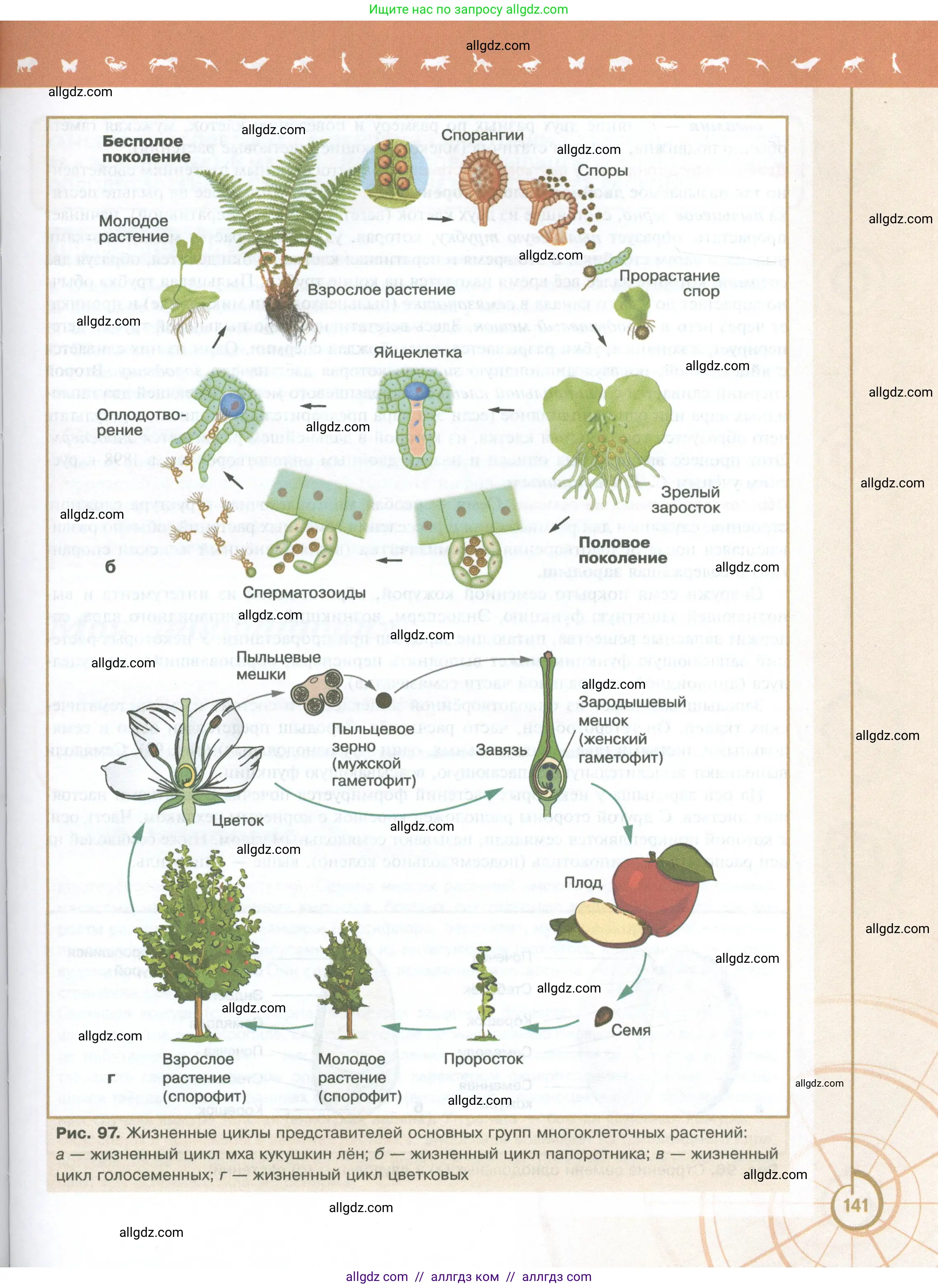 Биология, 10 класс Учебник, авторы: Пасечник Владимир Васильевич, Каменский Андрей Александрович, Рубцов Александр Михайлович, Швецов Глеб Геннадьевич, Абовян Леван Арташесович, Гапонюк Зоя Георгиевна, издательство Просвещение, Москва, 2024, коричневого цвета, страница 141
