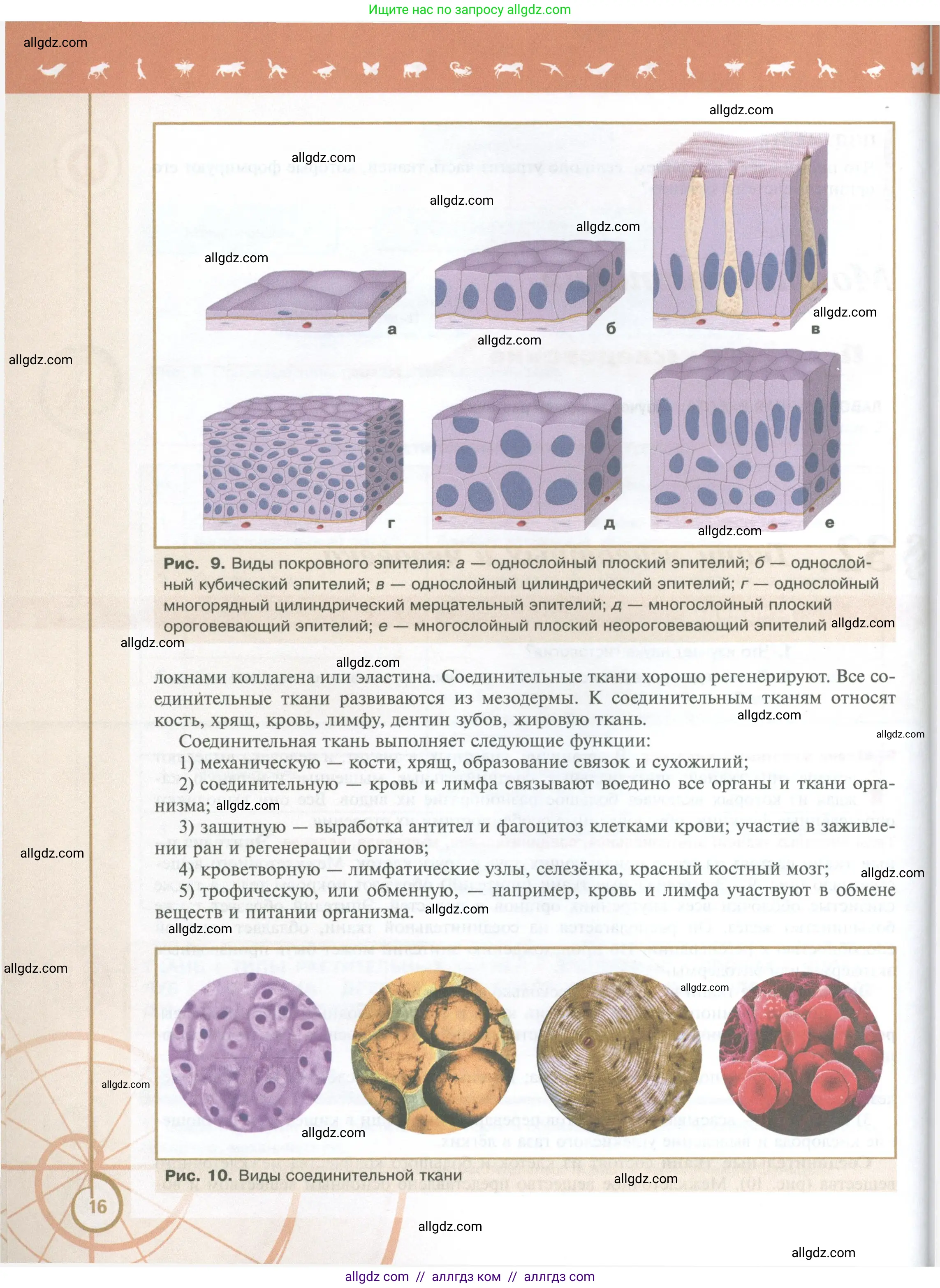 Биология, 10 класс Учебник, авторы: Пасечник Владимир Васильевич, Каменский Андрей Александрович, Рубцов Александр Михайлович, Швецов Глеб Геннадьевич, Абовян Леван Арташесович, Гапонюк Зоя Георгиевна, издательство Просвещение, Москва, 2024, коричневого цвета, страница 16