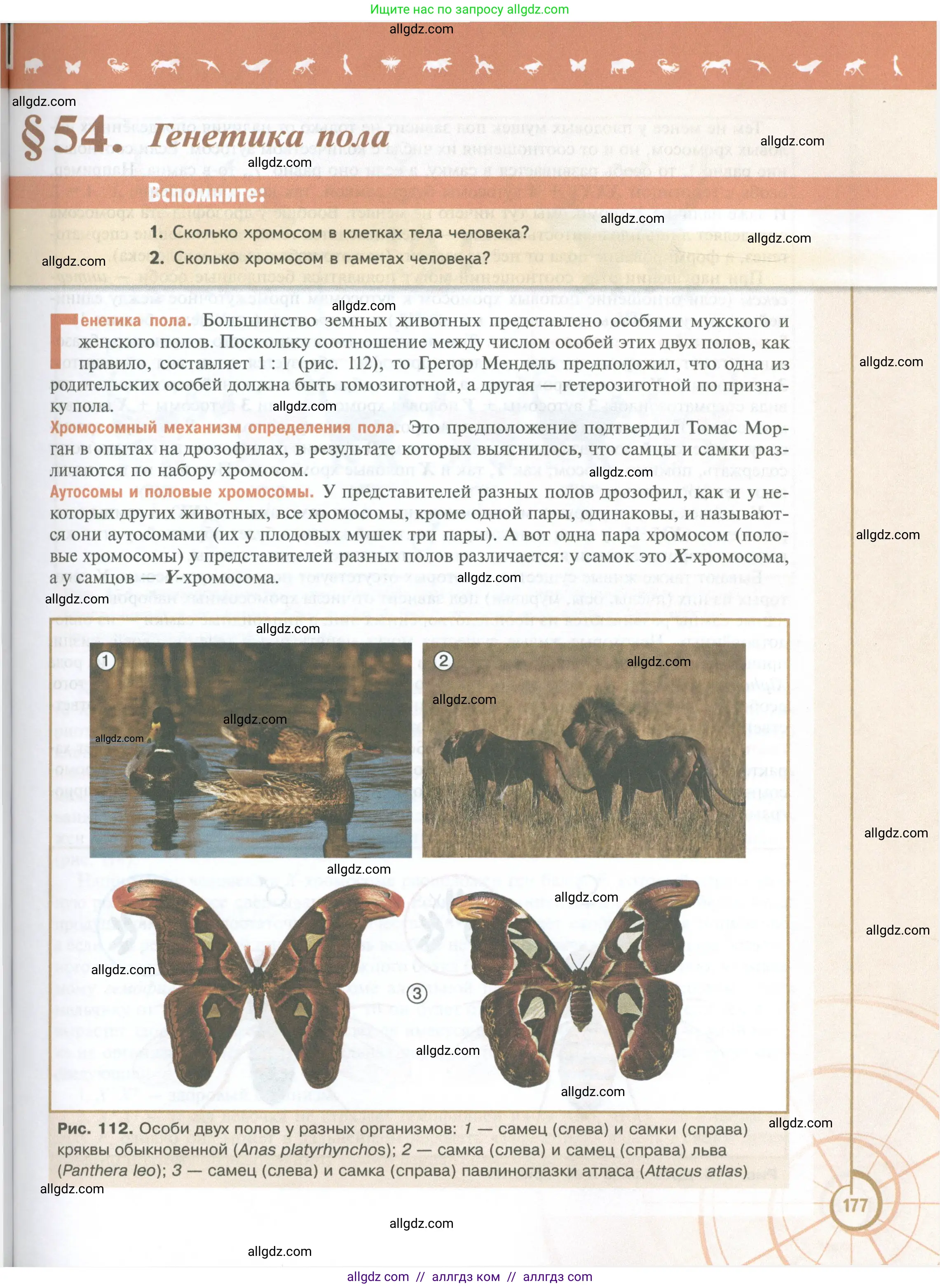 Биология, 10 класс Учебник, авторы: Пасечник Владимир Васильевич, Каменский Андрей Александрович, Рубцов Александр Михайлович, Швецов Глеб Геннадьевич, Абовян Леван Арташесович, Гапонюк Зоя Георгиевна, издательство Просвещение, Москва, 2024, коричневого цвета, Часть 2, страница 177