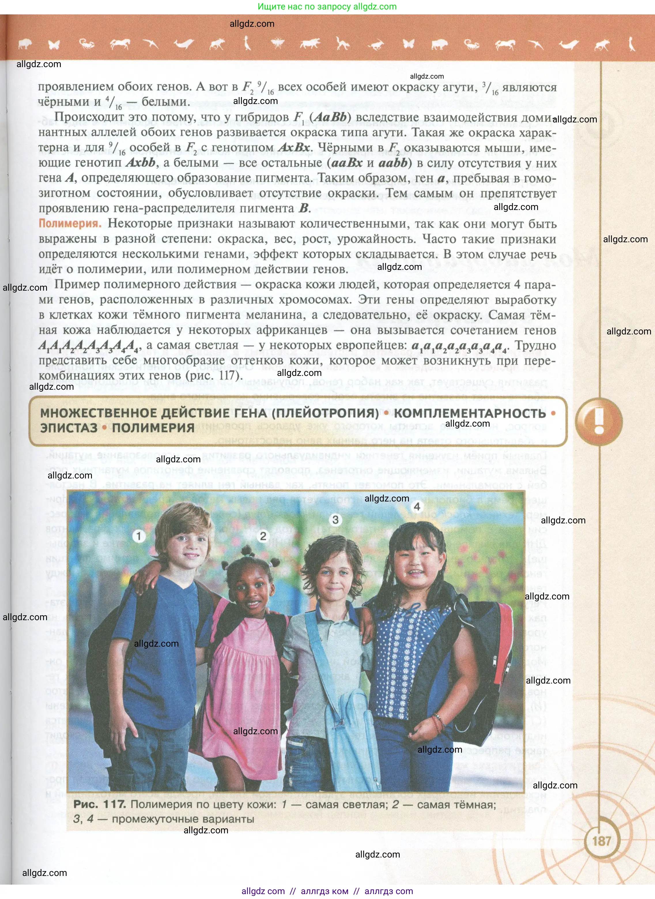 Биология, 10 класс Учебник, авторы: Пасечник Владимир Васильевич, Каменский Андрей Александрович, Рубцов Александр Михайлович, Швецов Глеб Геннадьевич, Абовян Леван Арташесович, Гапонюк Зоя Георгиевна, издательство Просвещение, Москва, 2024, коричневого цвета, страница 187