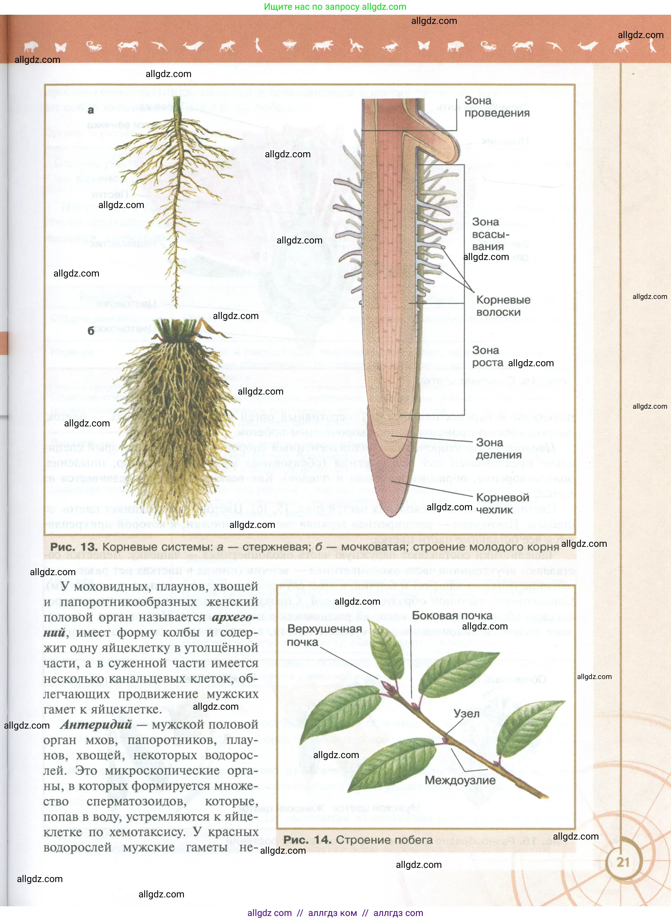 Биология, 10 класс Учебник, авторы: Пасечник Владимир Васильевич, Каменский Андрей Александрович, Рубцов Александр Михайлович, Швецов Глеб Геннадьевич, Абовян Леван Арташесович, Гапонюк Зоя Георгиевна, издательство Просвещение, Москва, 2024, коричневого цвета, страница 21
