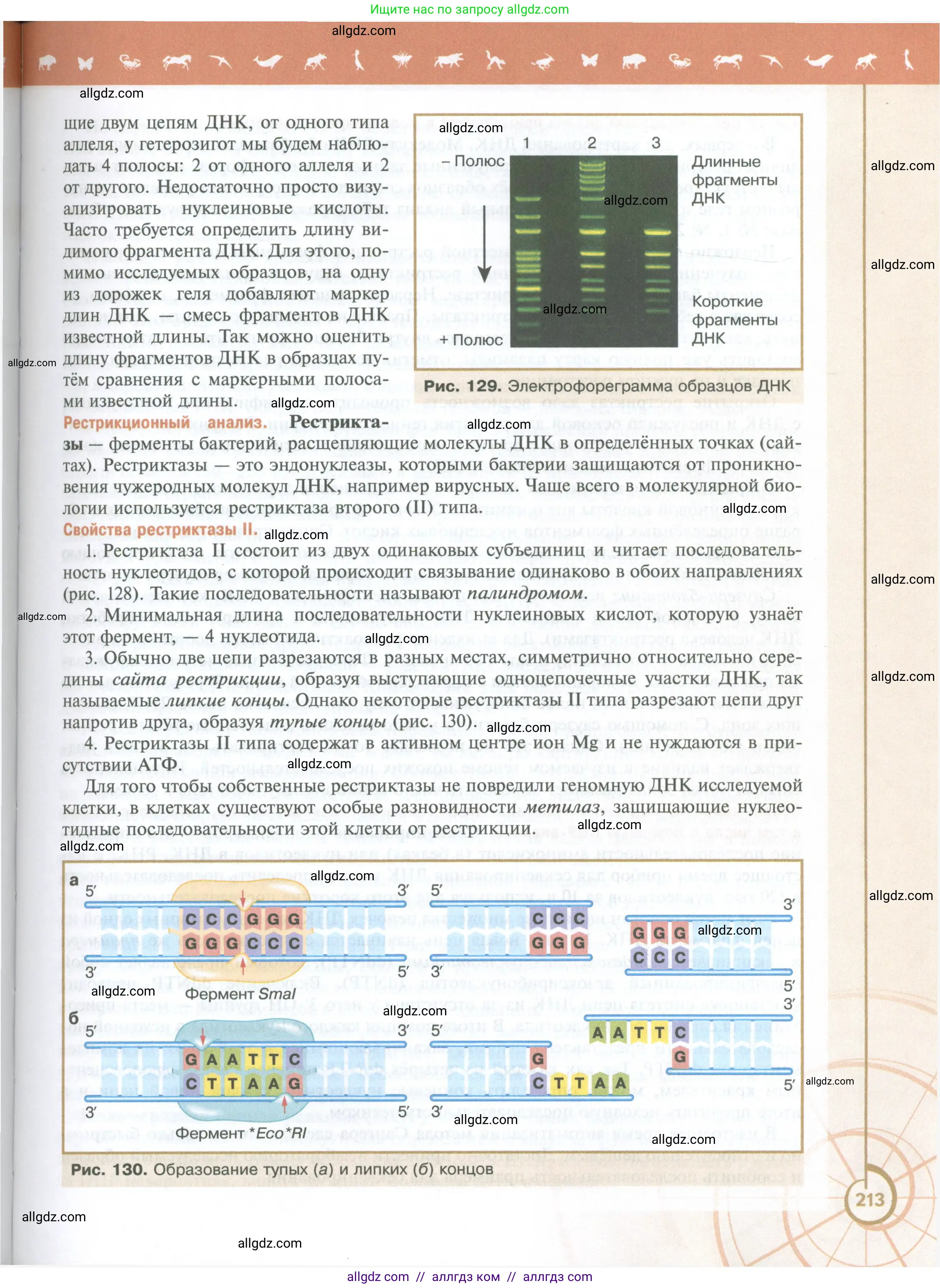 Биология, 10 класс Учебник, авторы: Пасечник Владимир Васильевич, Каменский Андрей Александрович, Рубцов Александр Михайлович, Швецов Глеб Геннадьевич, Абовян Леван Арташесович, Гапонюк Зоя Георгиевна, издательство Просвещение, Москва, 2024, коричневого цвета, страница 213