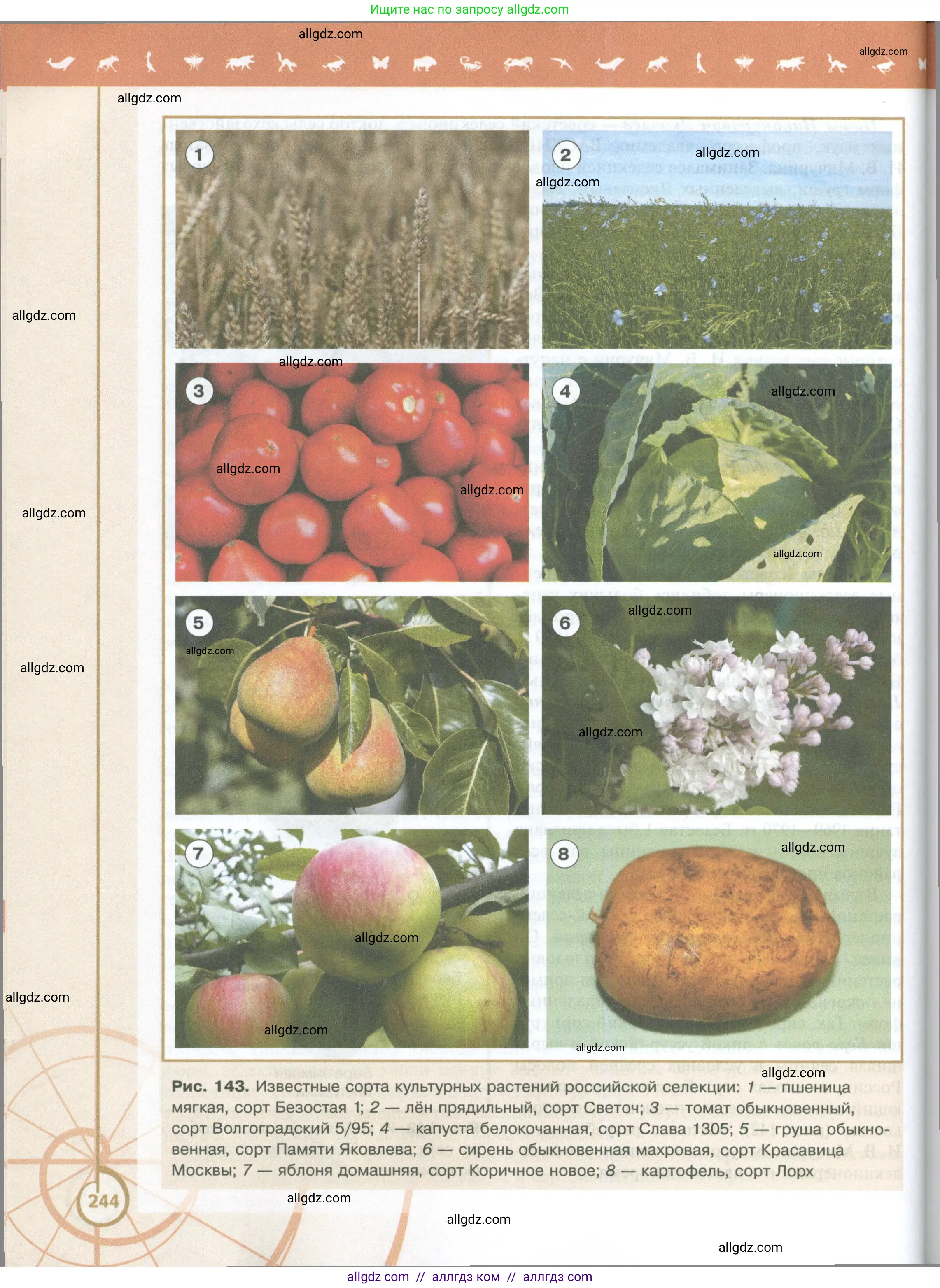 Биология, 10 класс Учебник, авторы: Пасечник Владимир Васильевич, Каменский Андрей Александрович, Рубцов Александр Михайлович, Швецов Глеб Геннадьевич, Абовян Леван Арташесович, Гапонюк Зоя Георгиевна, издательство Просвещение, Москва, 2024, коричневого цвета, страница 244