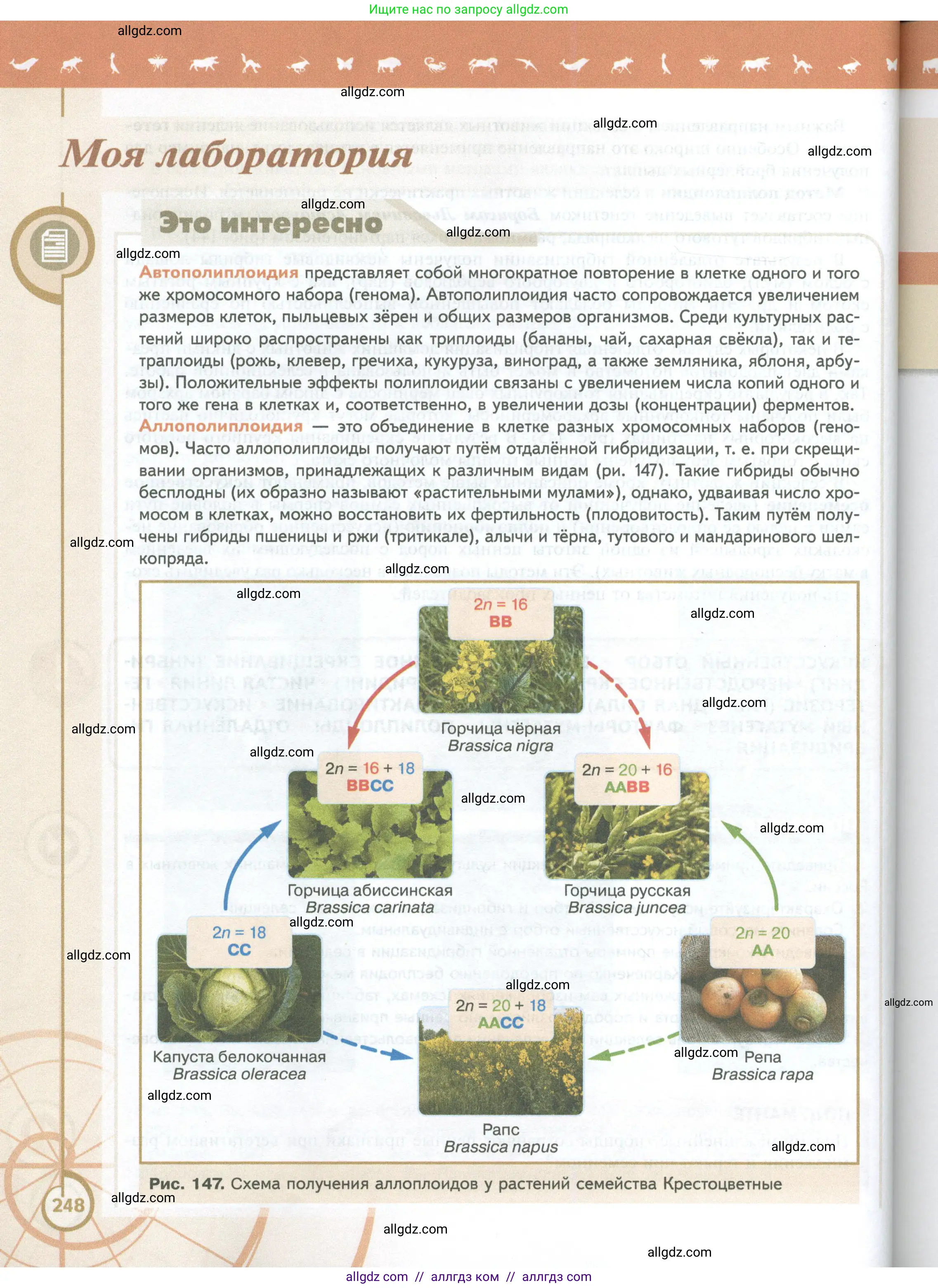 Биология, 10 класс Учебник, авторы: Пасечник Владимир Васильевич, Каменский Андрей Александрович, Рубцов Александр Михайлович, Швецов Глеб Геннадьевич, Абовян Леван Арташесович, Гапонюк Зоя Георгиевна, издательство Просвещение, Москва, 2024, коричневого цвета, страница 248