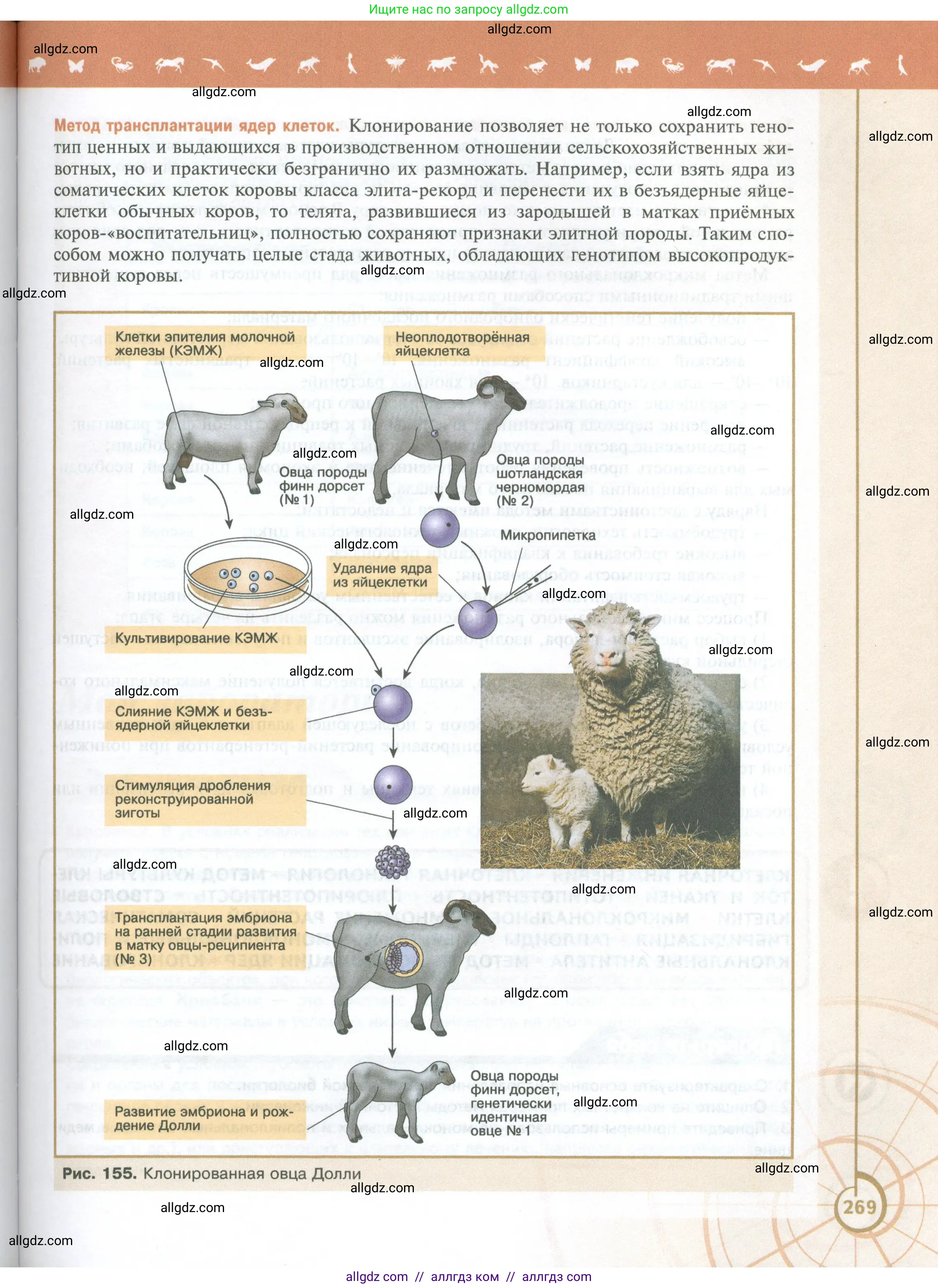 Биология, 10 класс Учебник, авторы: Пасечник Владимир Васильевич, Каменский Андрей Александрович, Рубцов Александр Михайлович, Швецов Глеб Геннадьевич, Абовян Леван Арташесович, Гапонюк Зоя Георгиевна, издательство Просвещение, Москва, 2024, коричневого цвета, страница 269
