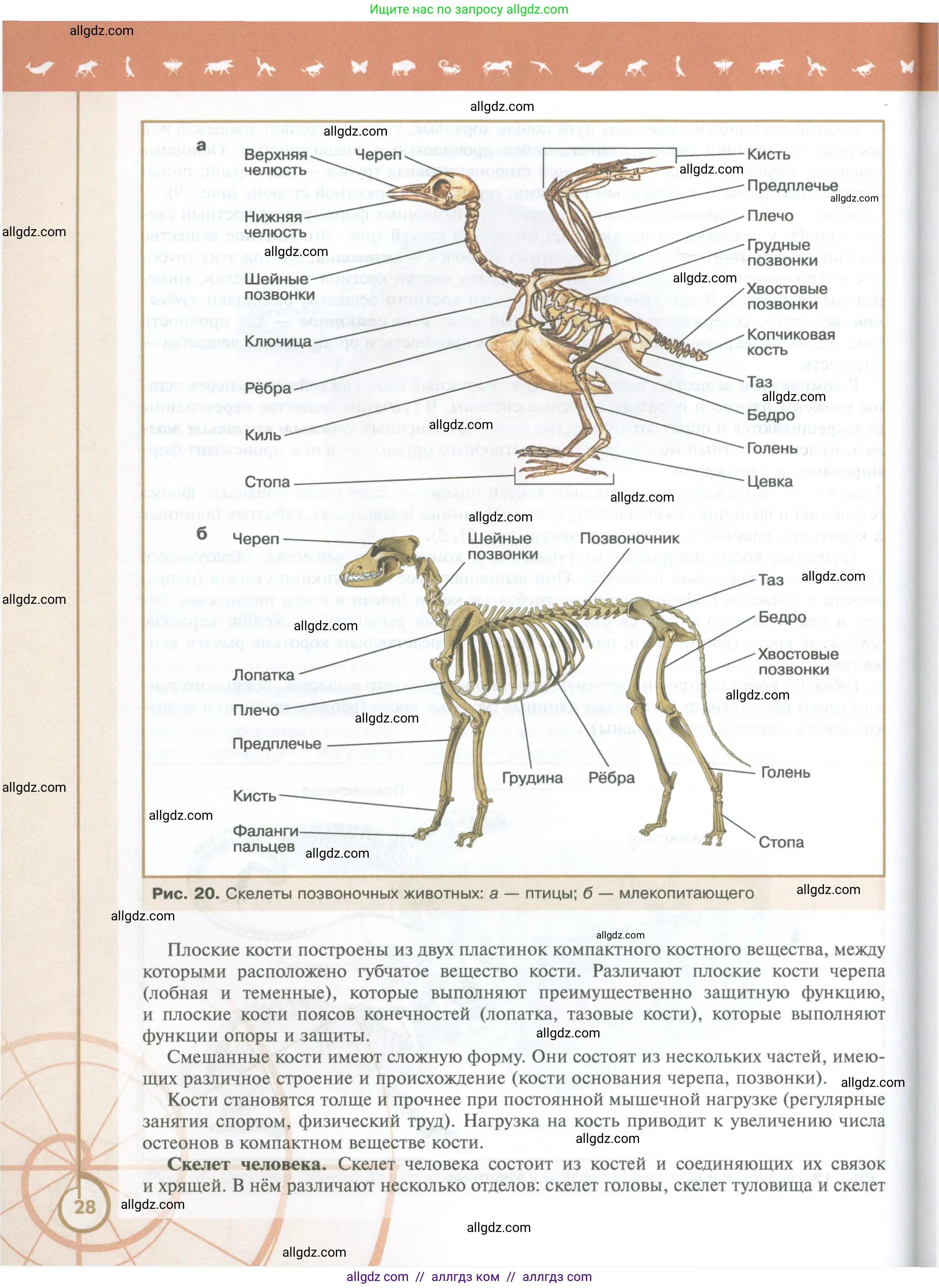 Биология, 10 класс Учебник, авторы: Пасечник Владимир Васильевич, Каменский Андрей Александрович, Рубцов Александр Михайлович, Швецов Глеб Геннадьевич, Абовян Леван Арташесович, Гапонюк Зоя Георгиевна, издательство Просвещение, Москва, 2024, коричневого цвета, страница 28