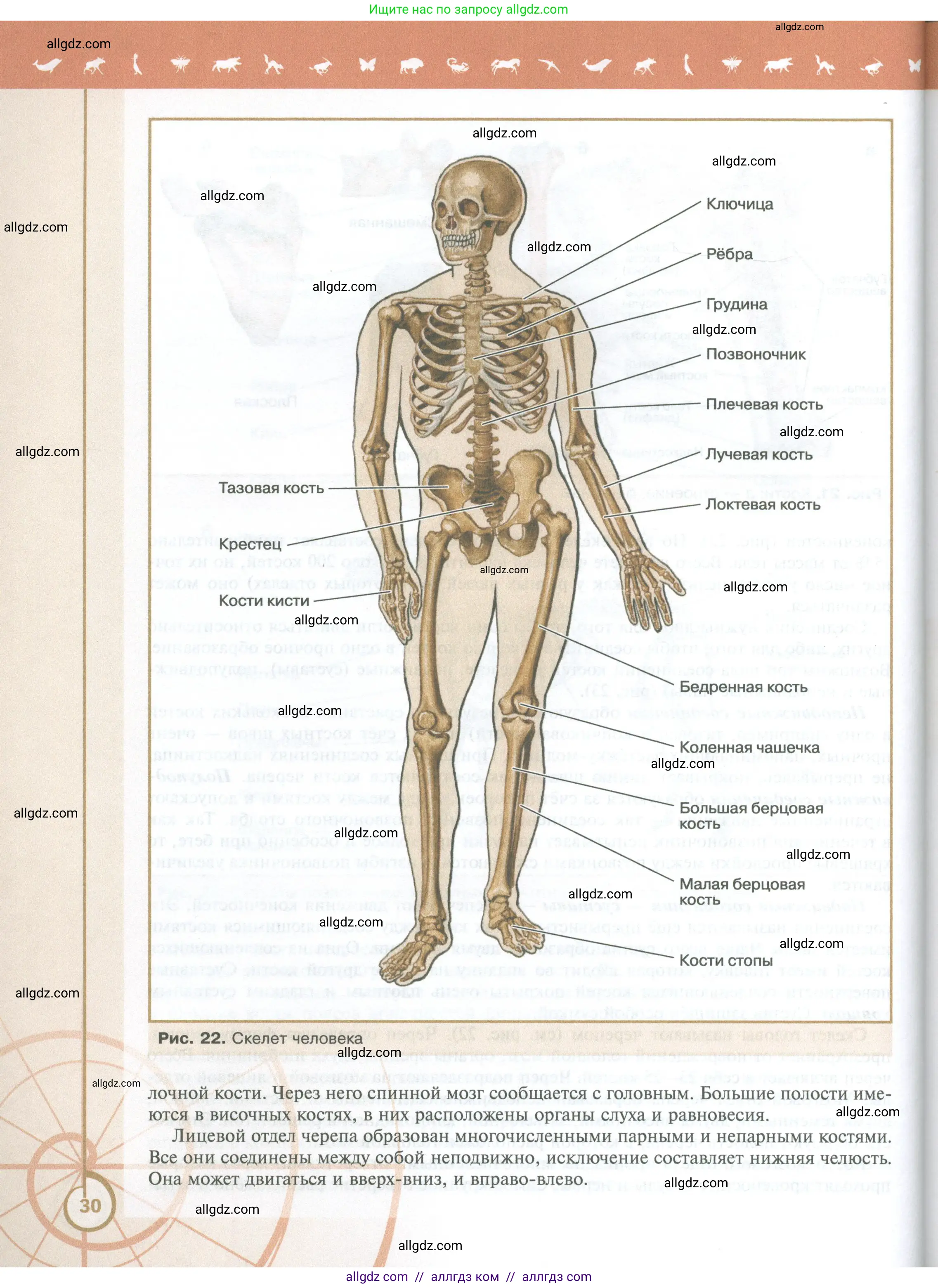 Биология, 10 класс Учебник, авторы: Пасечник Владимир Васильевич, Каменский Андрей Александрович, Рубцов Александр Михайлович, Швецов Глеб Геннадьевич, Абовян Леван Арташесович, Гапонюк Зоя Георгиевна, издательство Просвещение, Москва, 2024, коричневого цвета, страница 30